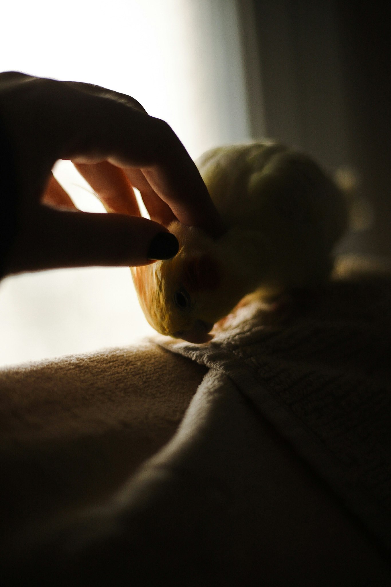 手で触れられている小さな動物の写真 柔らかい毛布の上で遊んでいる