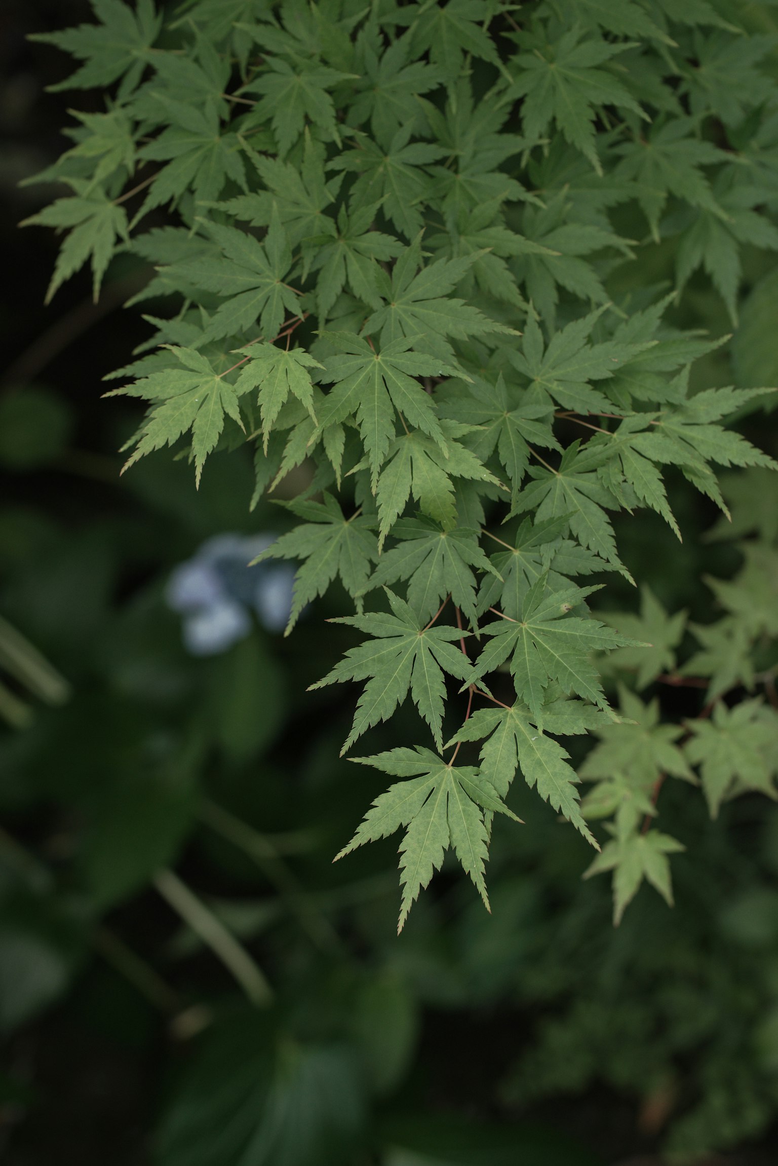 A cluster of green maple leaves with a dark background