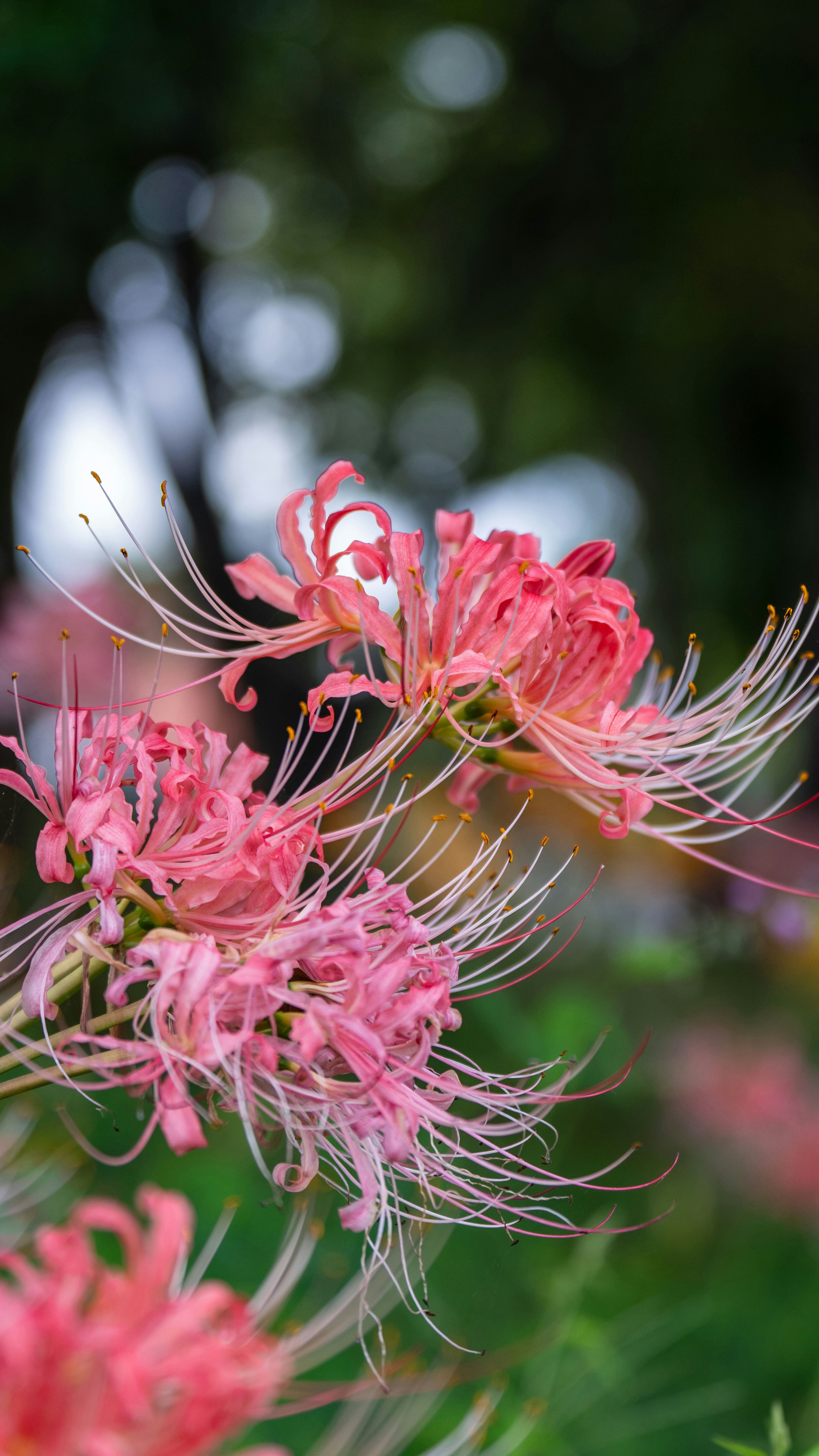 ピンクの彼岸花が咲く花のクローズアップ