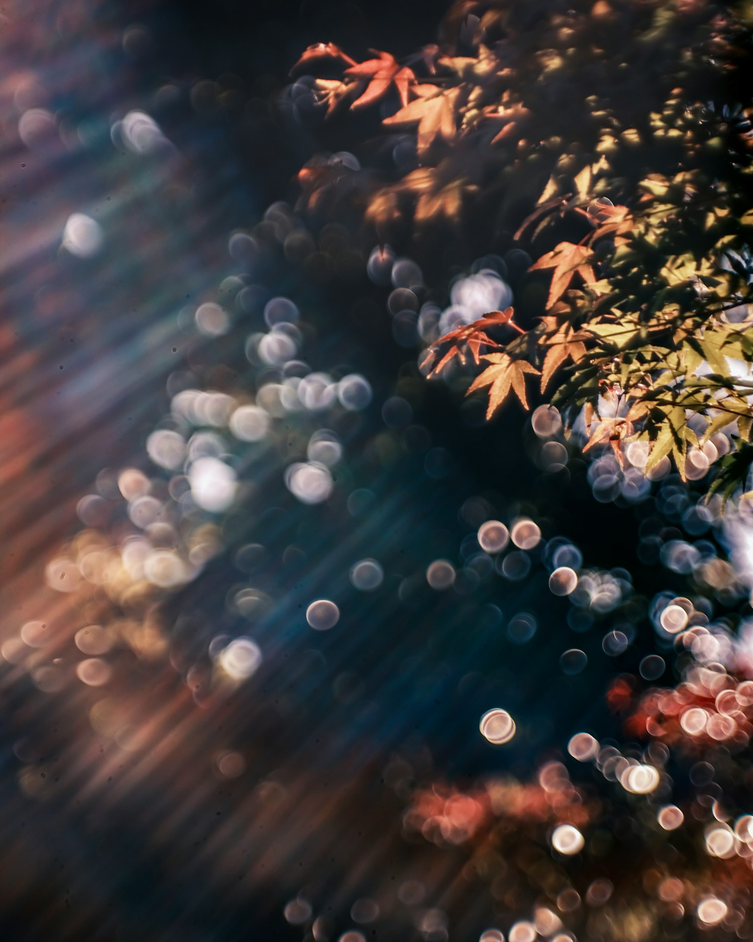 Lebendige Herbstblätter mit schönem Bokeh und Lichtstrahlen