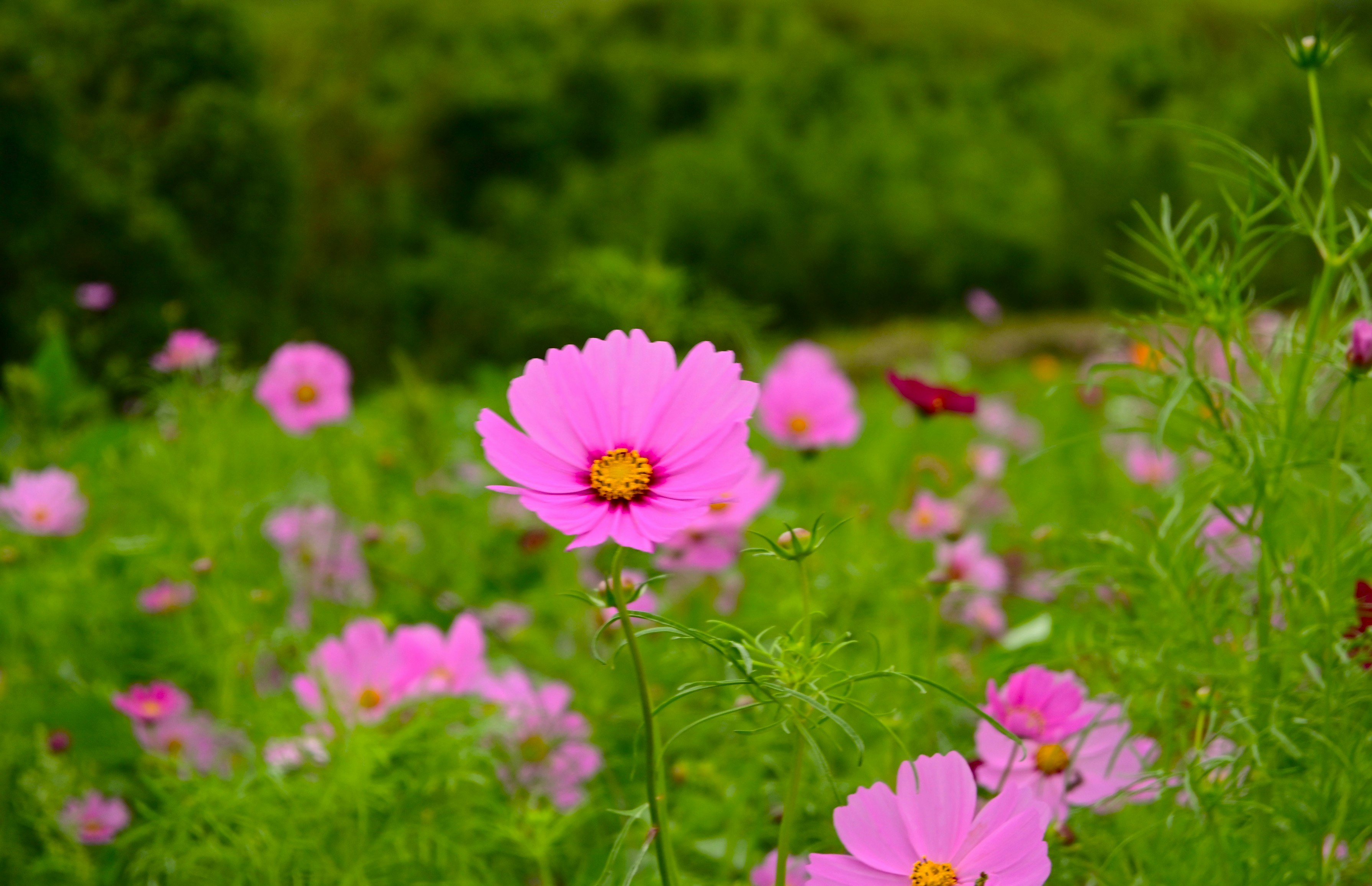 ピンクのコスモスが咲く花畑