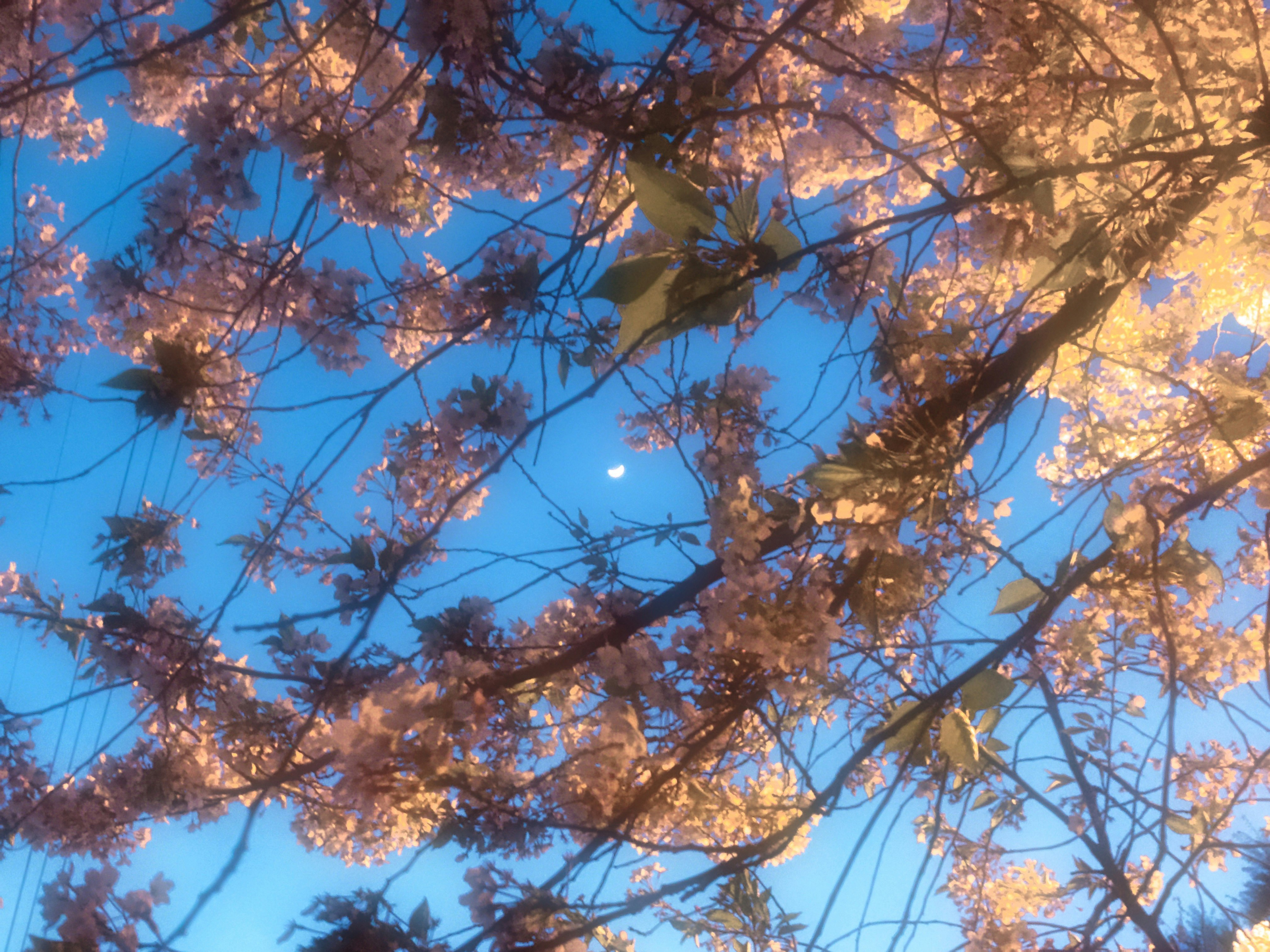 青空に広がる桜の枝と花