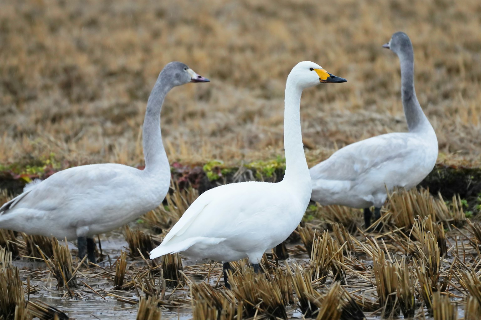 Trois cygnes se tenant au bord de l'eau