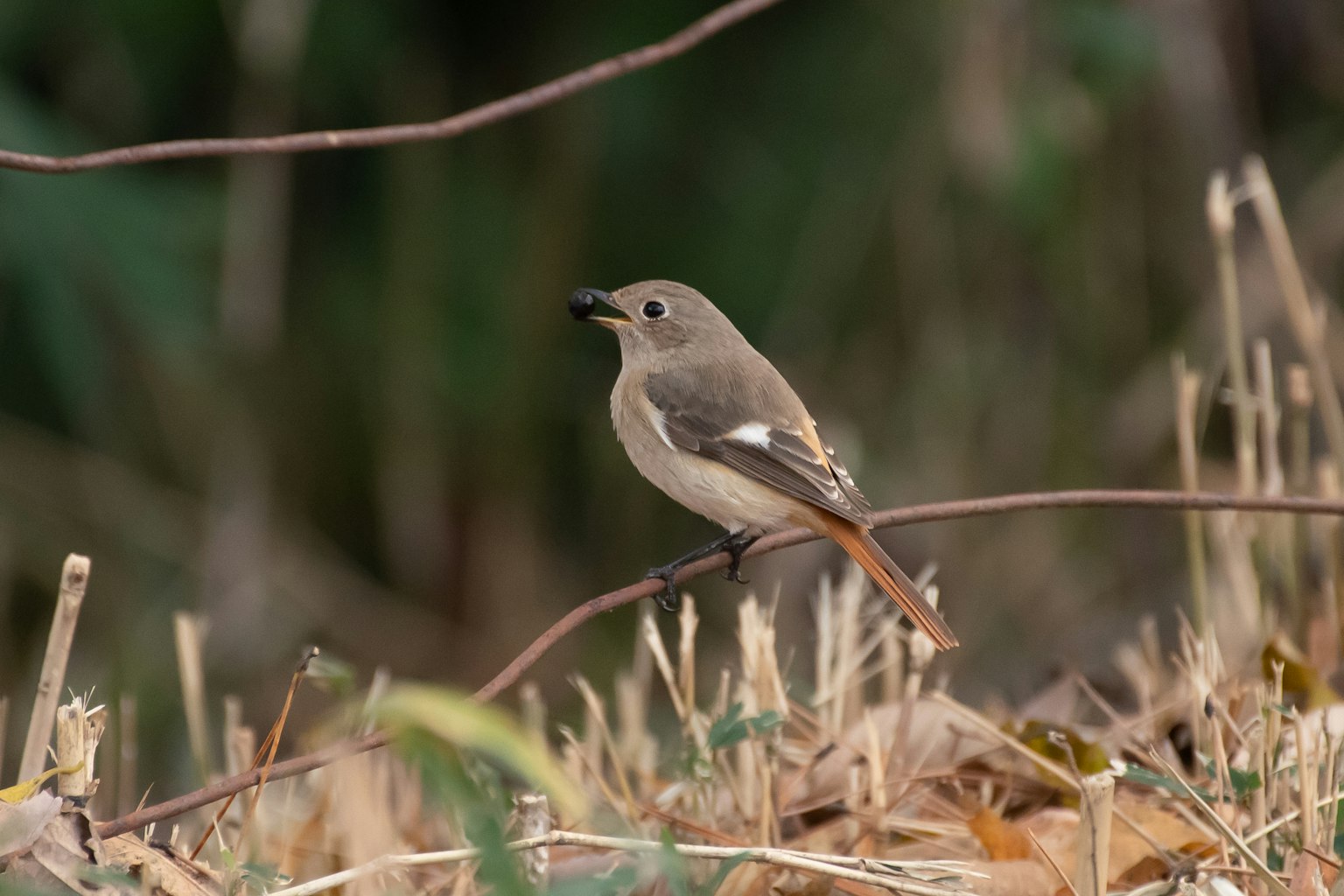 Un piccolo uccello appollaiato su erba secca in un ambiente naturale