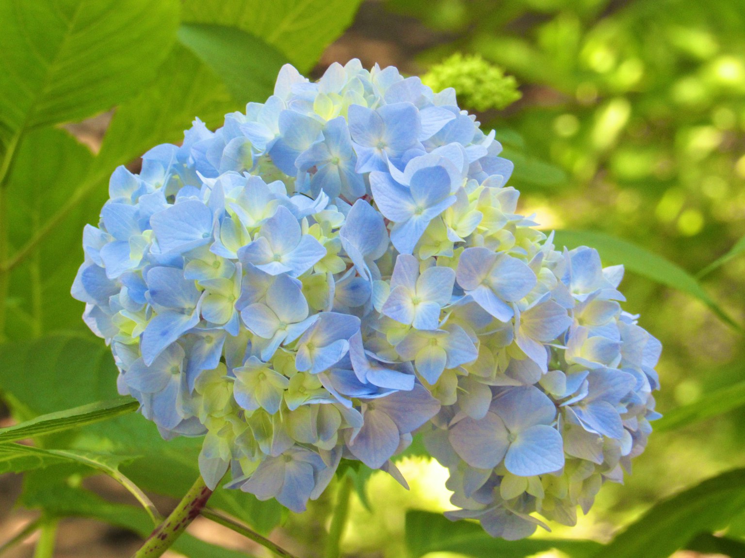 Blaue Hortensienblüten, die zwischen grünen Blättern blühen