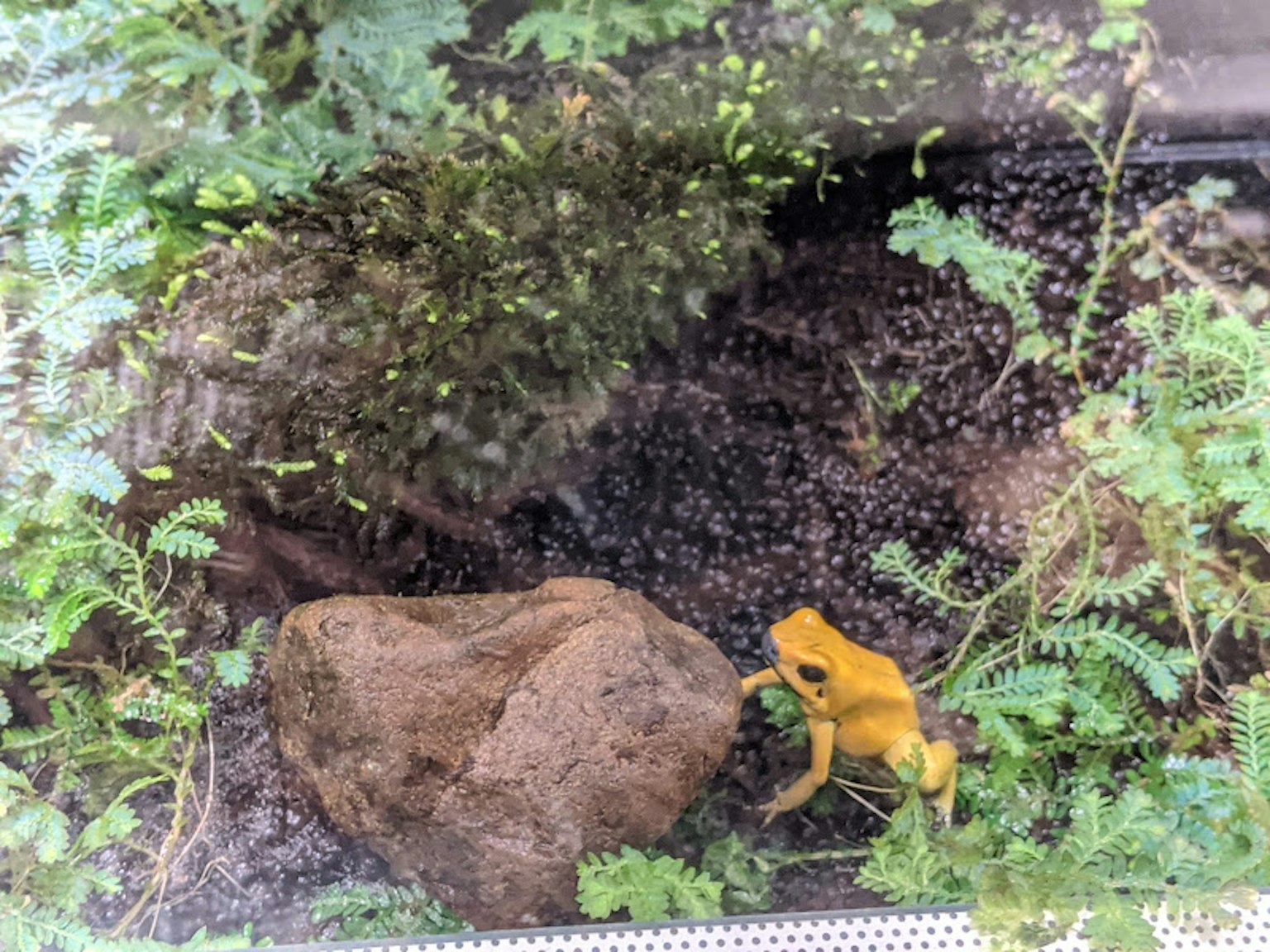 熱帶棲息地中的黃色青蛙和岩石