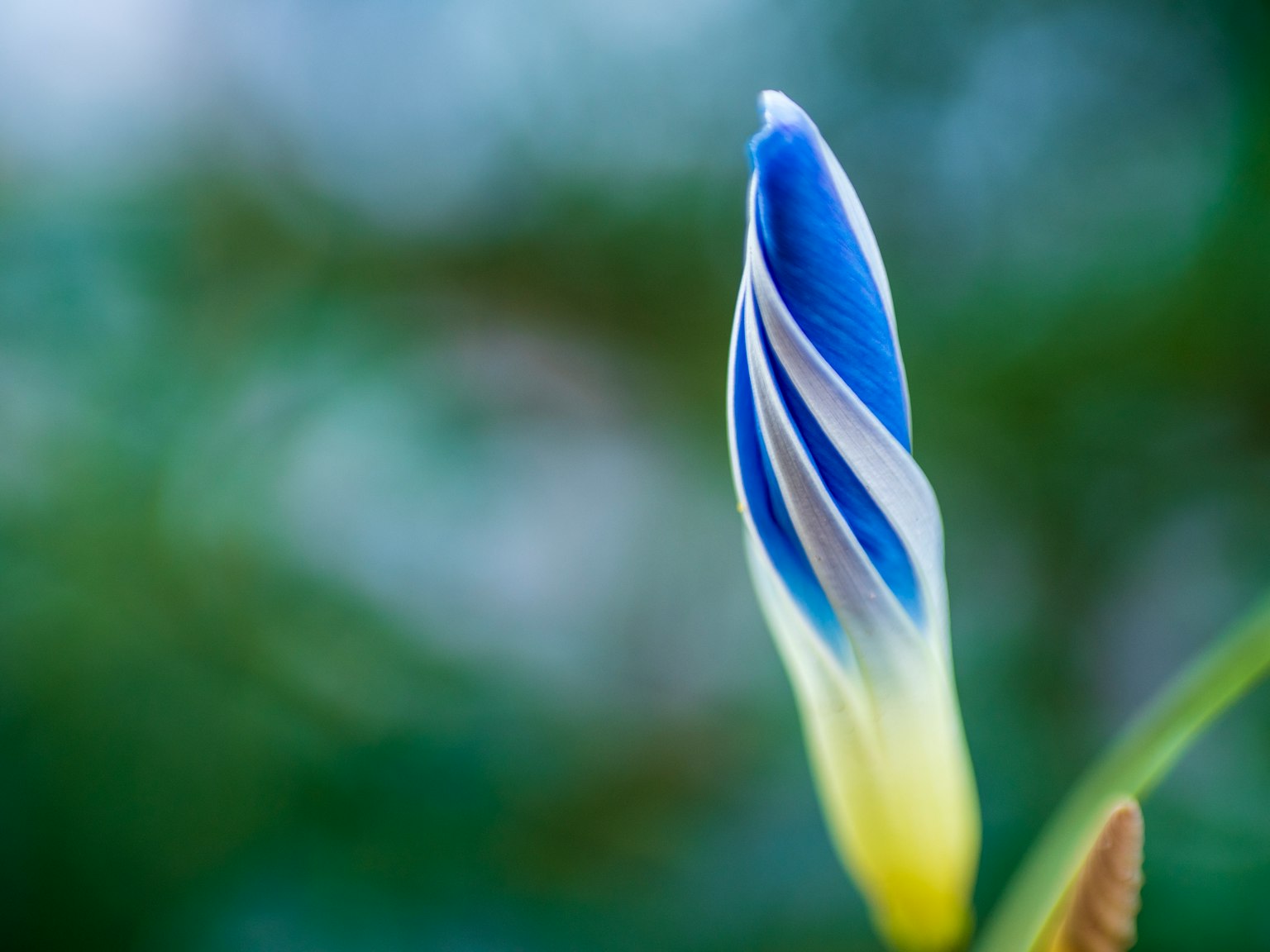 A beautiful flower bud in blue and white against a blurred green background