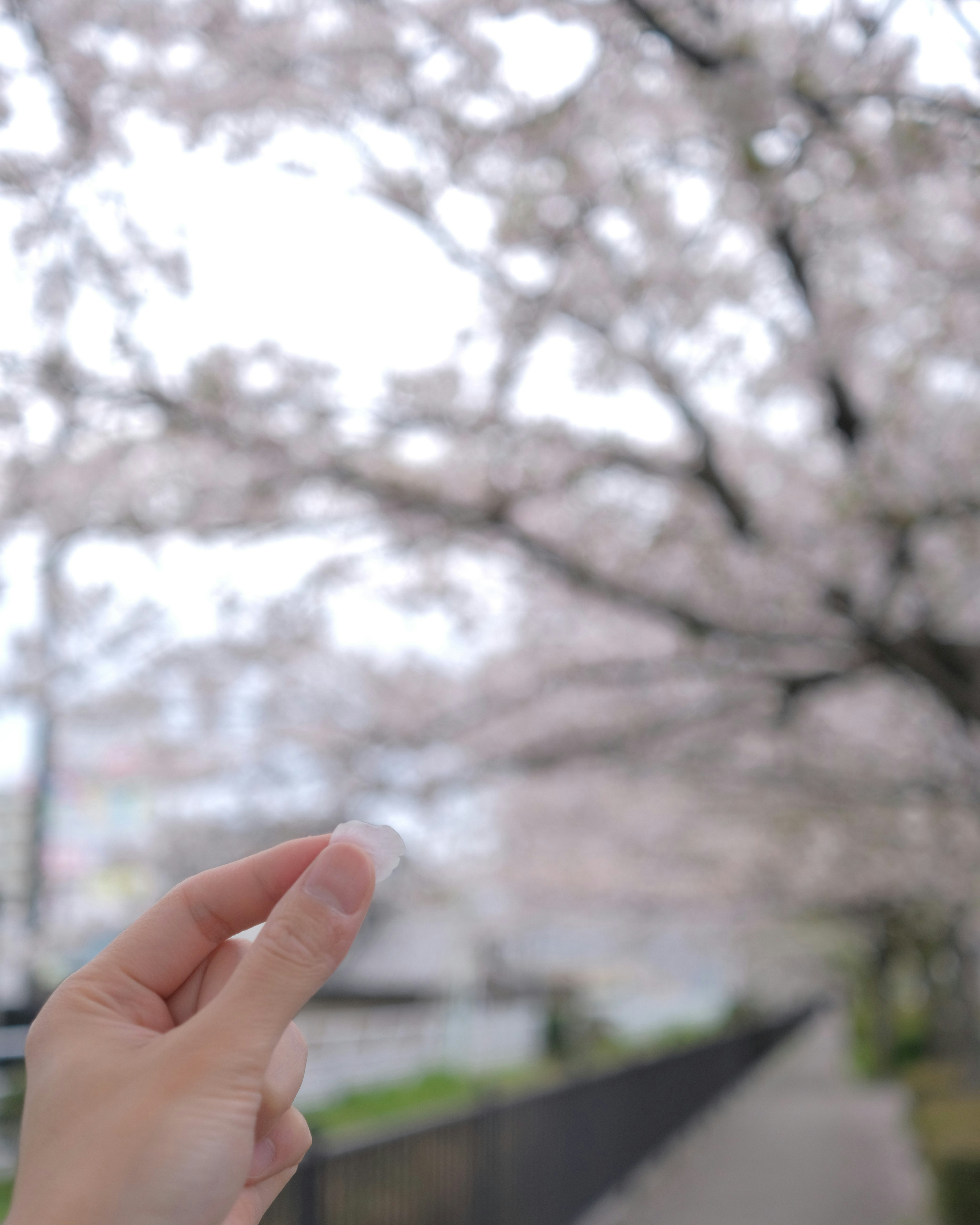 桜の木の下で手をかざす春の風景