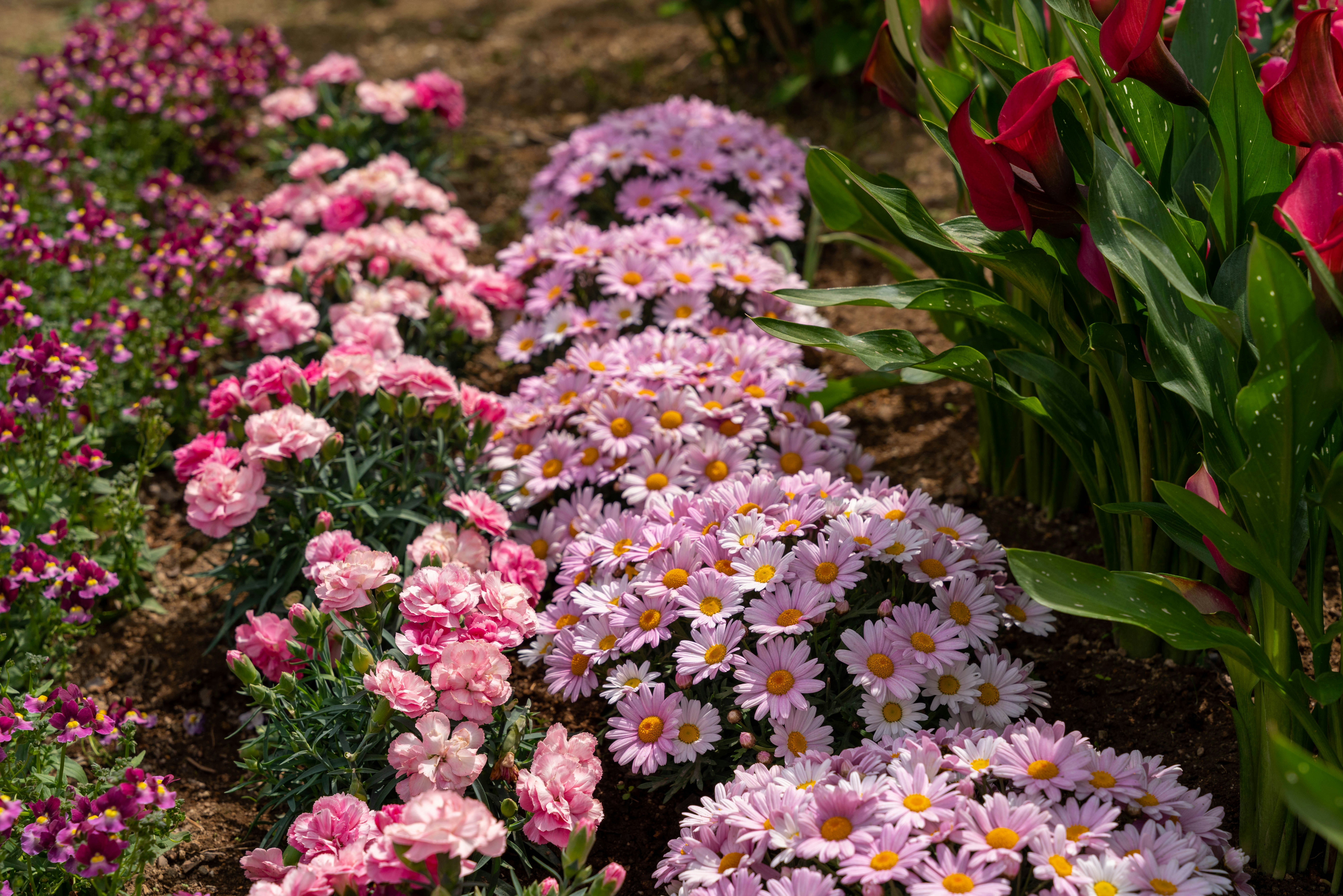 flower bed with pink and purple blossoms