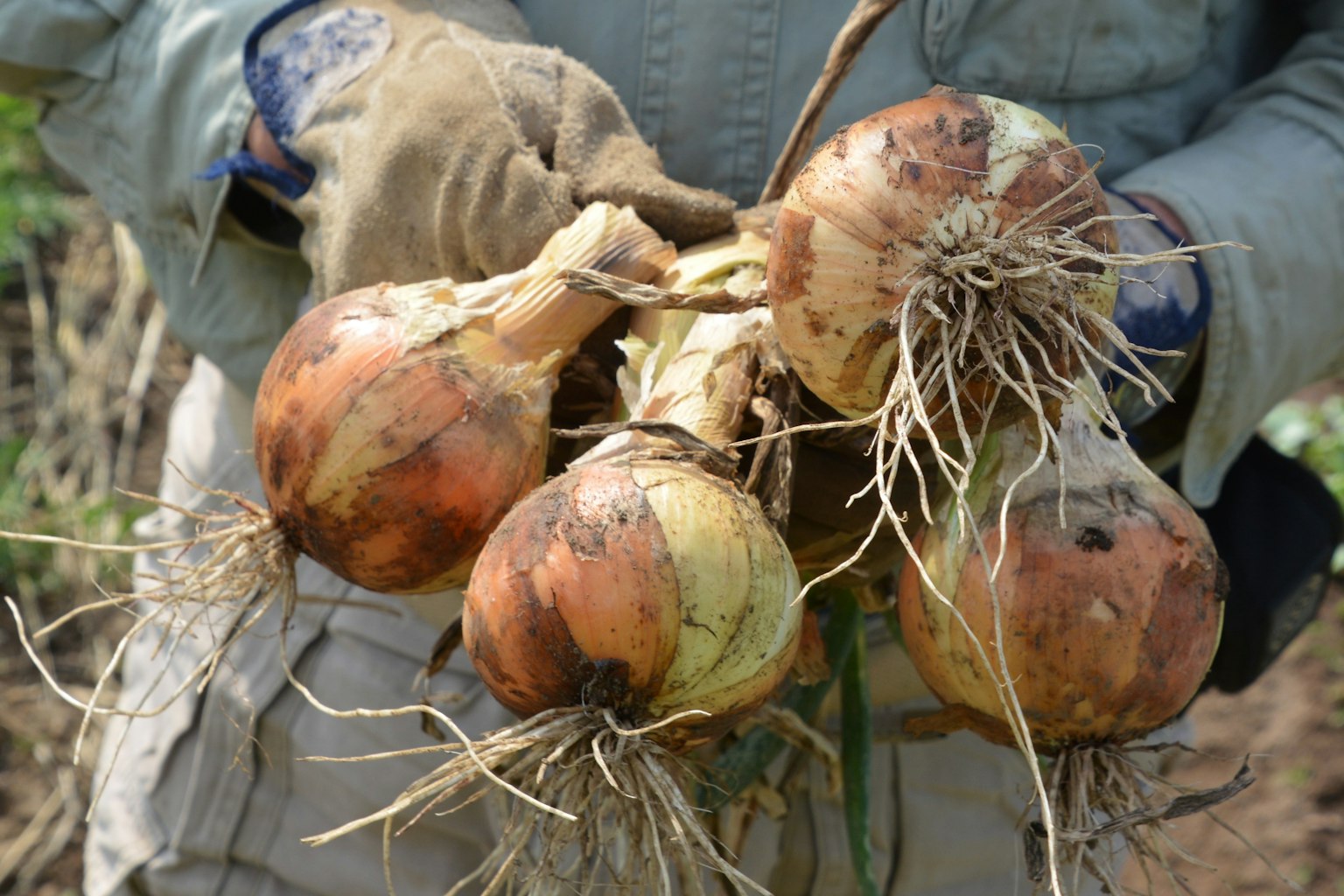 A bundle of fresh onions being held with visible roots