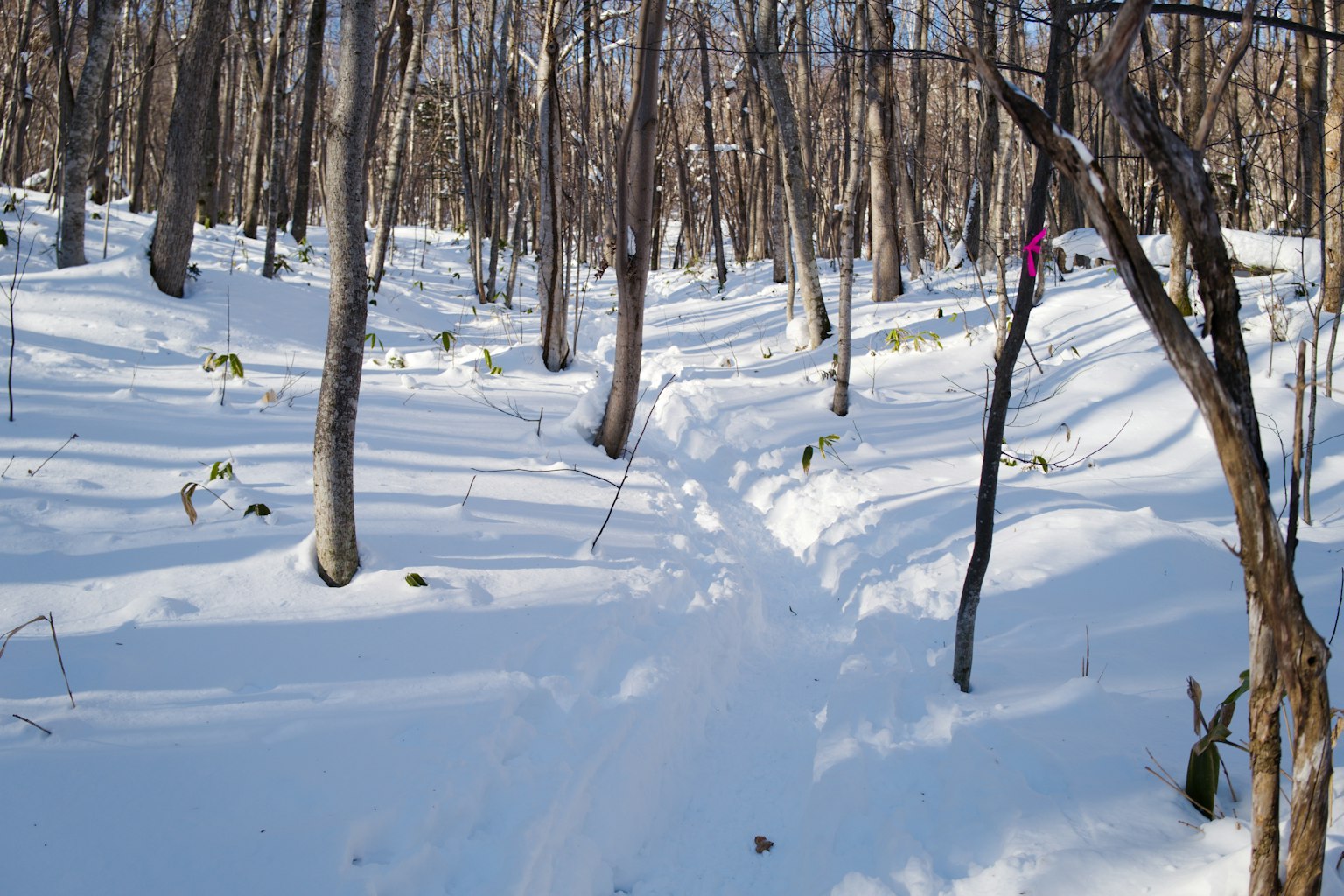 Sentiero innevato in una foresta