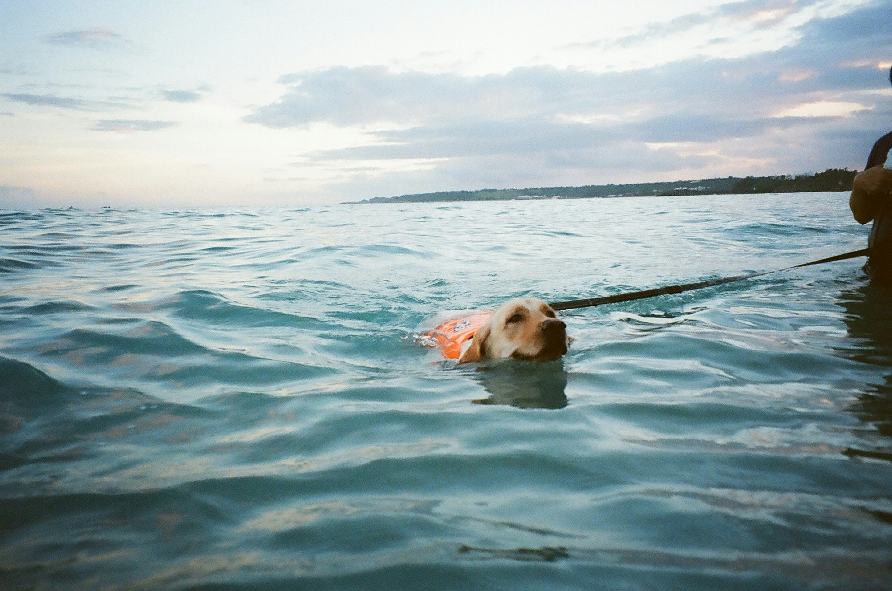 海辺で泳ぐ犬と伸びるリードのある夕暮れの波