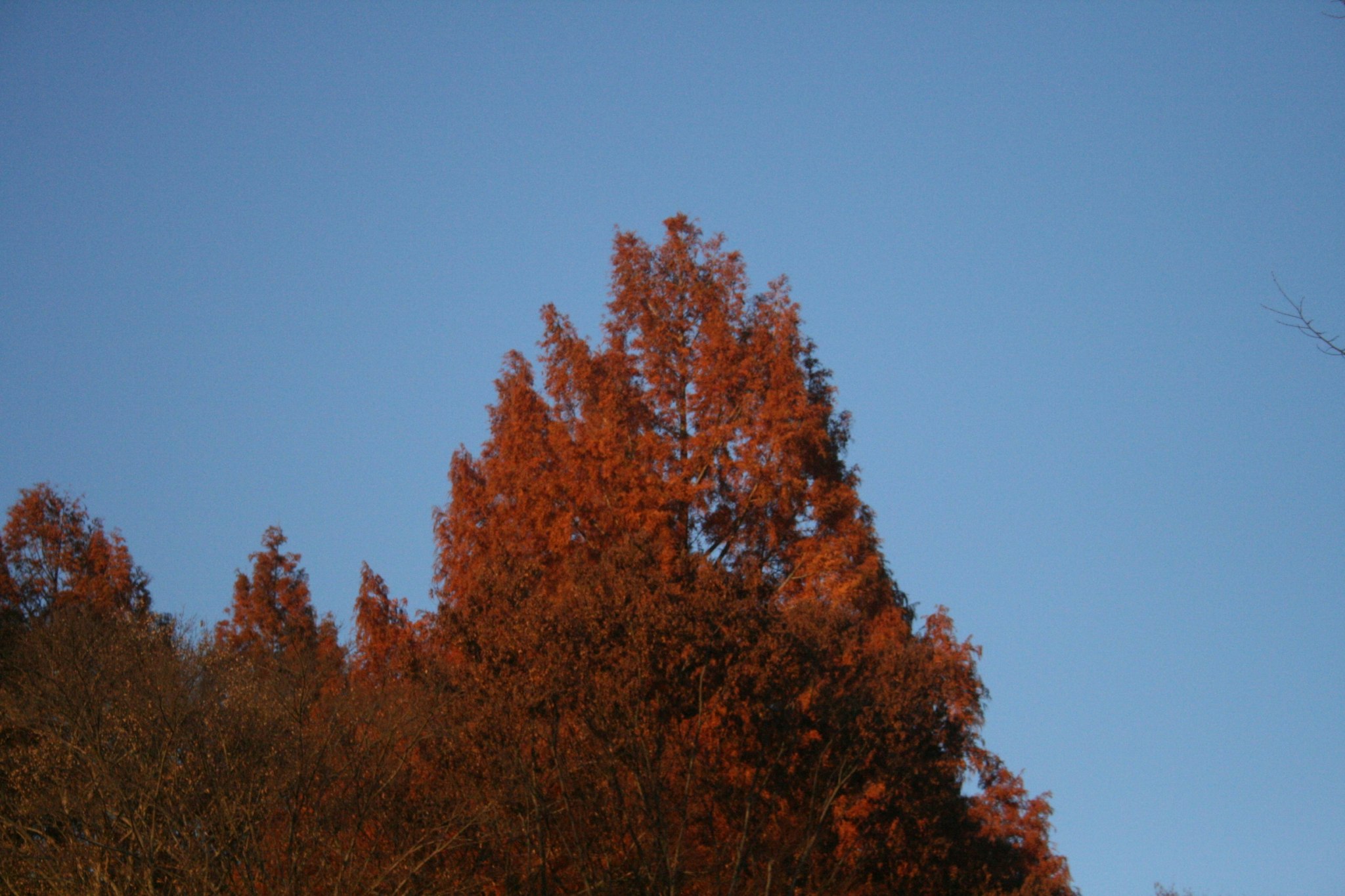 青空に映える赤茶色の紅葉した木々