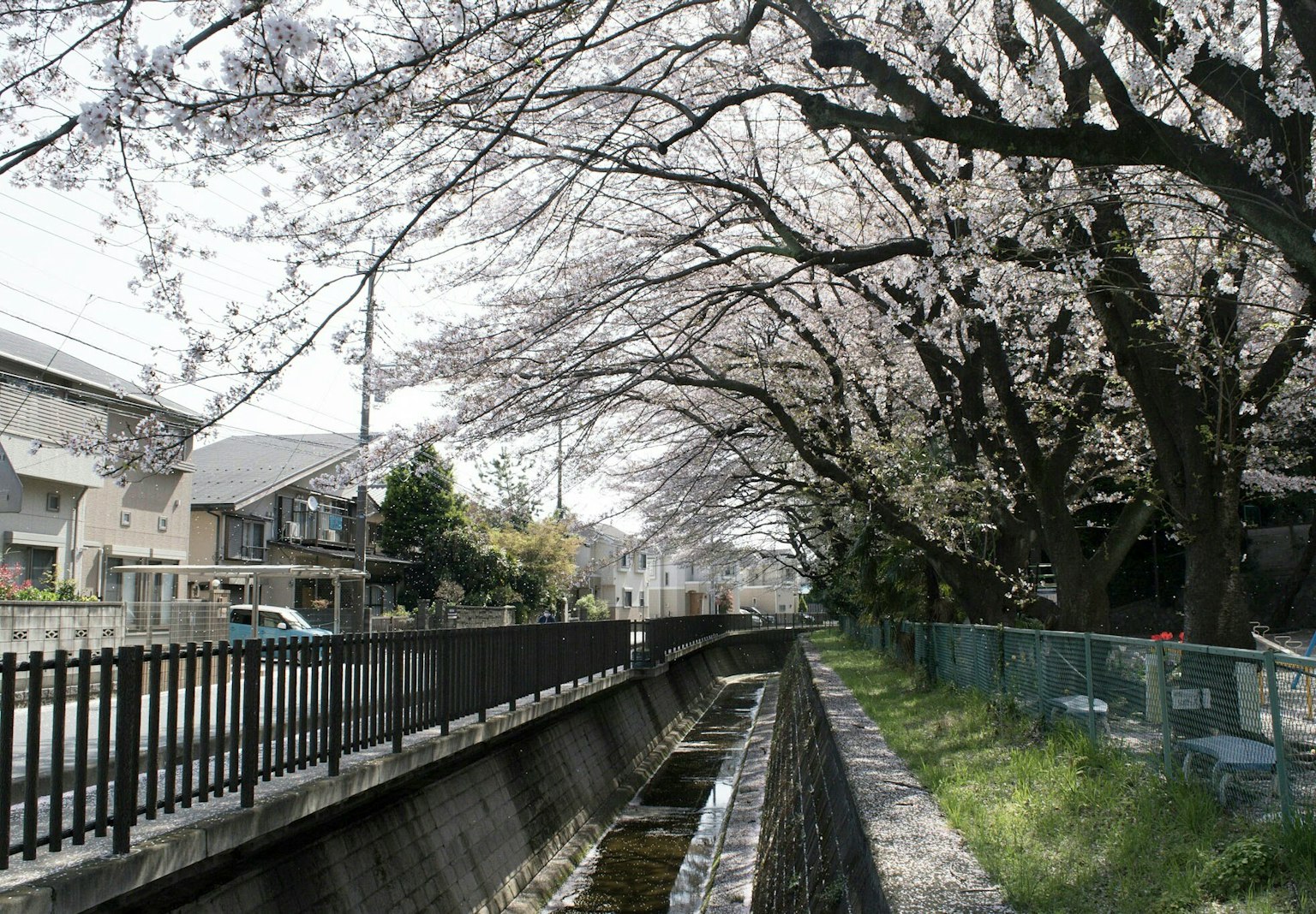 櫻花樹沿著河流的風景和附近的房屋