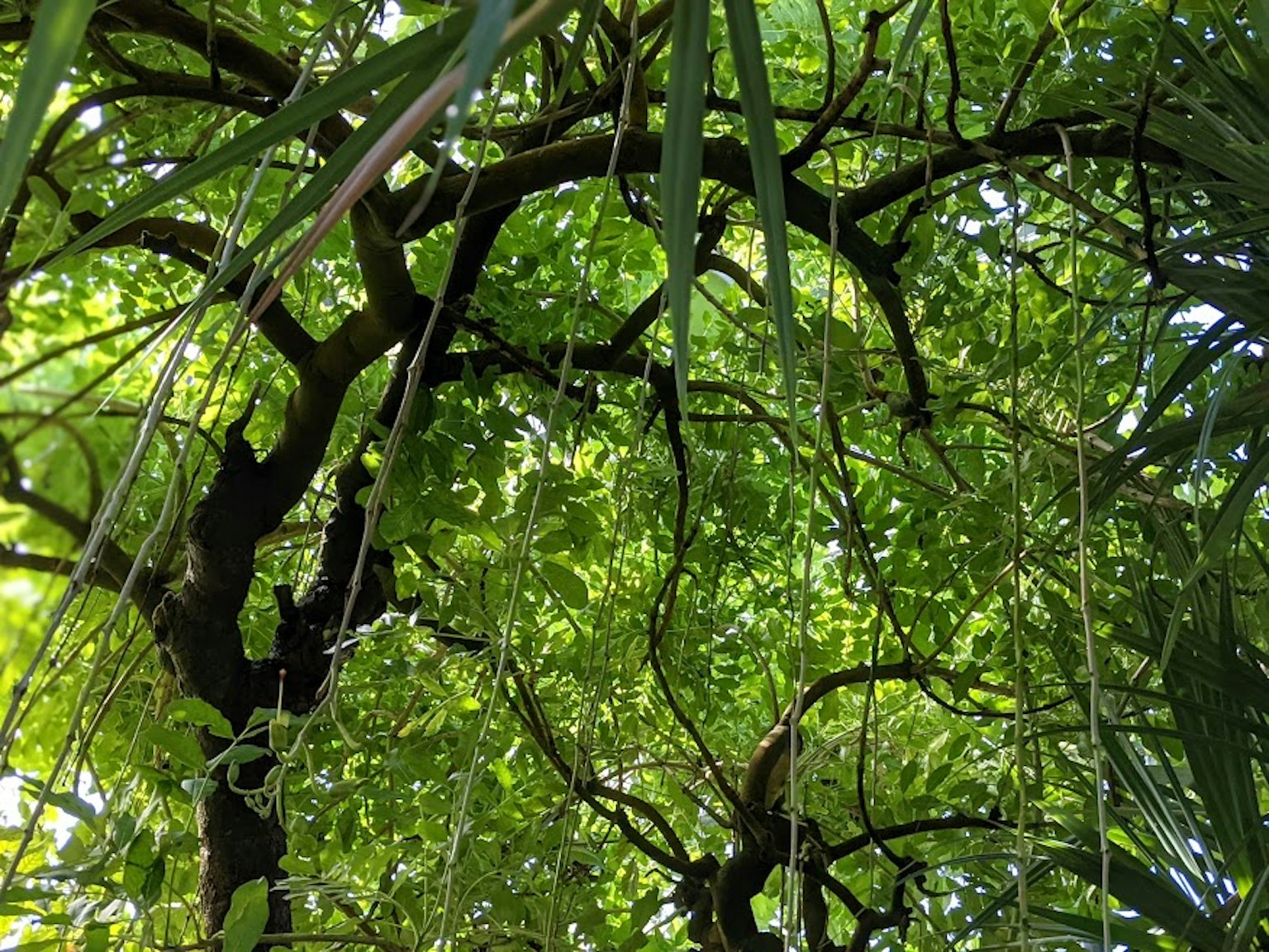 從下方看繁茂綠色樹葉和樹枝的景象