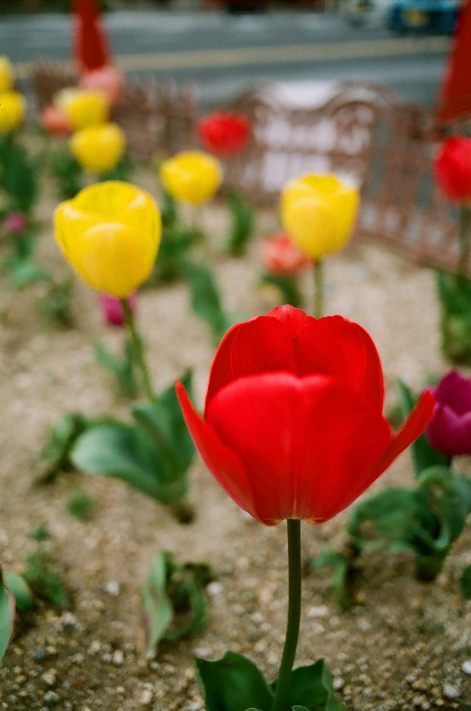 Tulip merah cerah di kebun bunga dengan berbagai warna