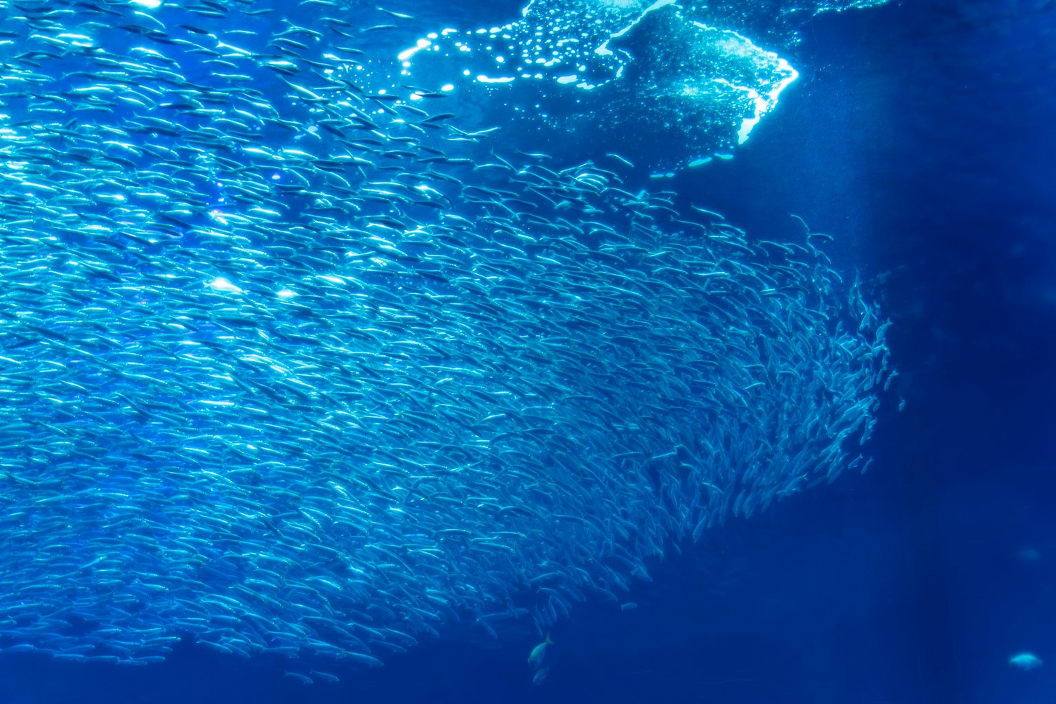 École de poissons nageant dans l'eau bleue