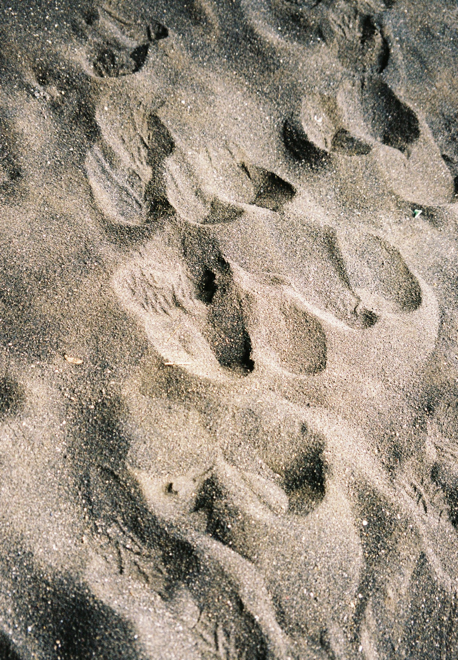 Primo piano di impronte sulla spiaggia di sabbia