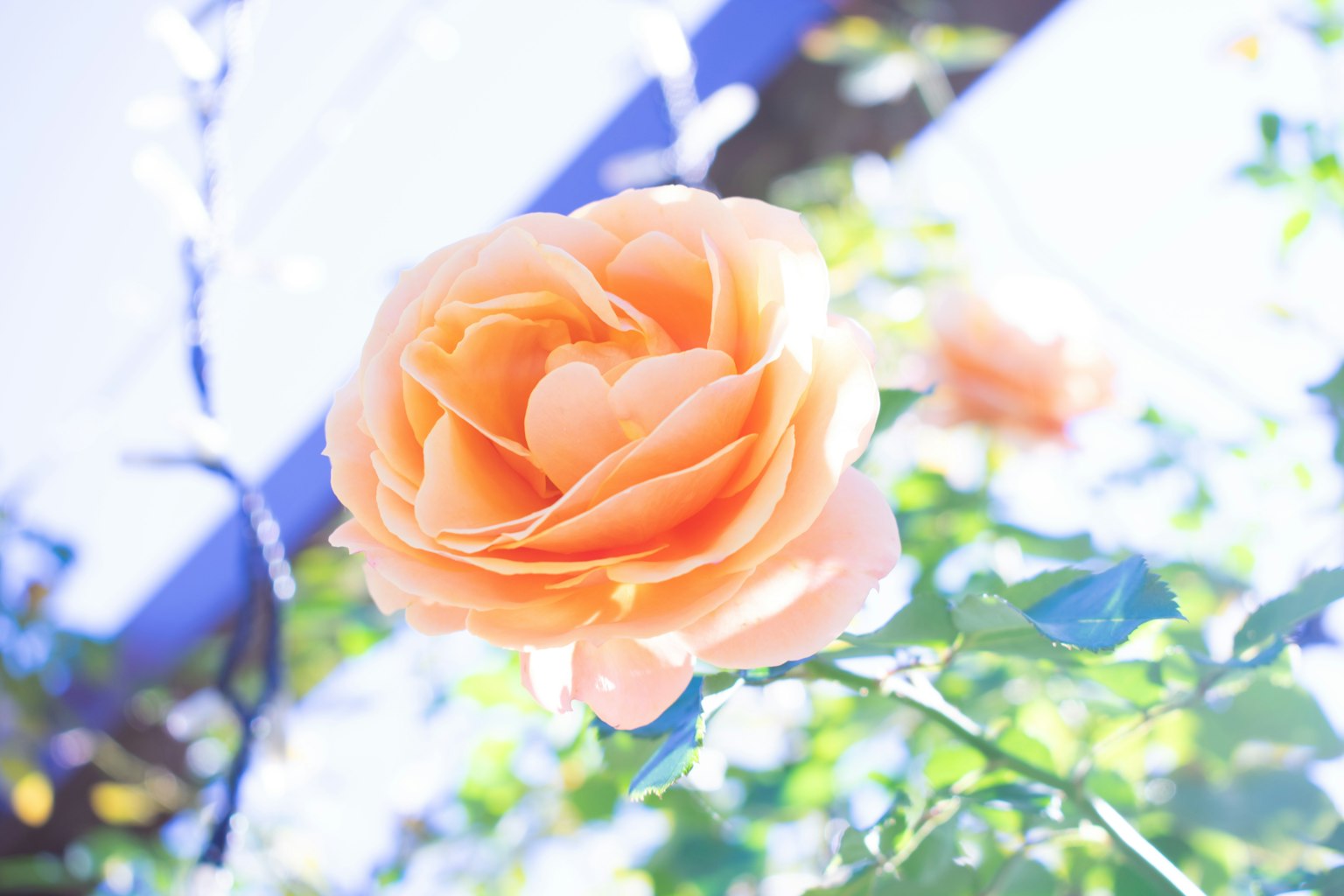 Pfirsichfarbene Rose vor einem hellblauen Himmel