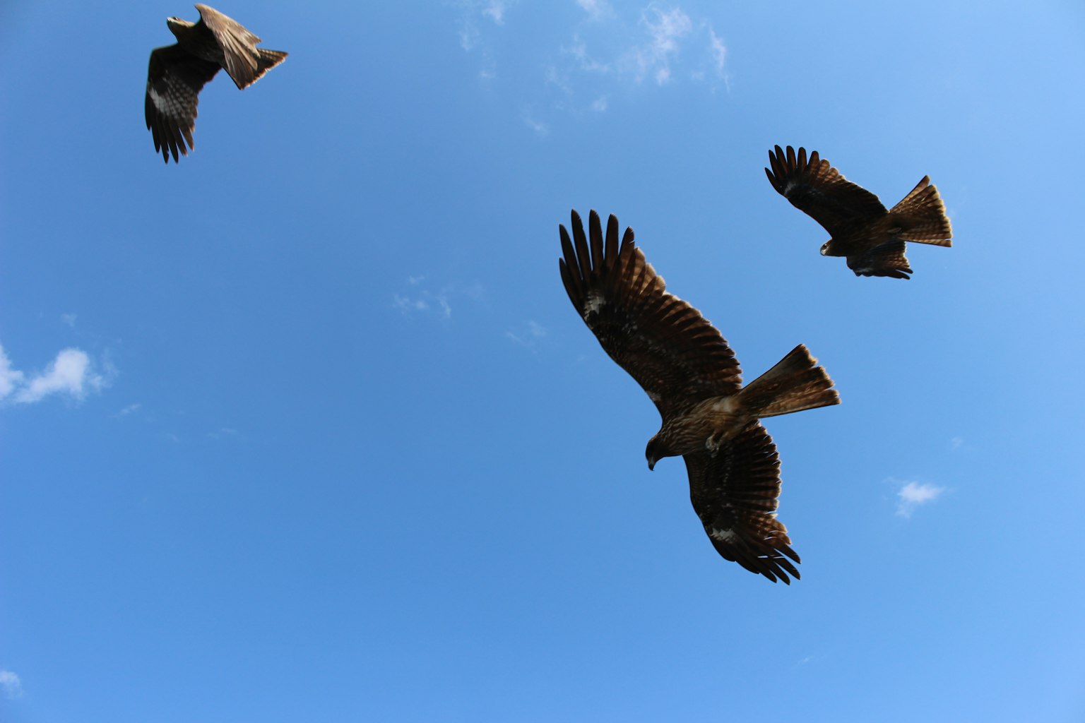 Un gruppo di tre falchi che volano contro un cielo blu