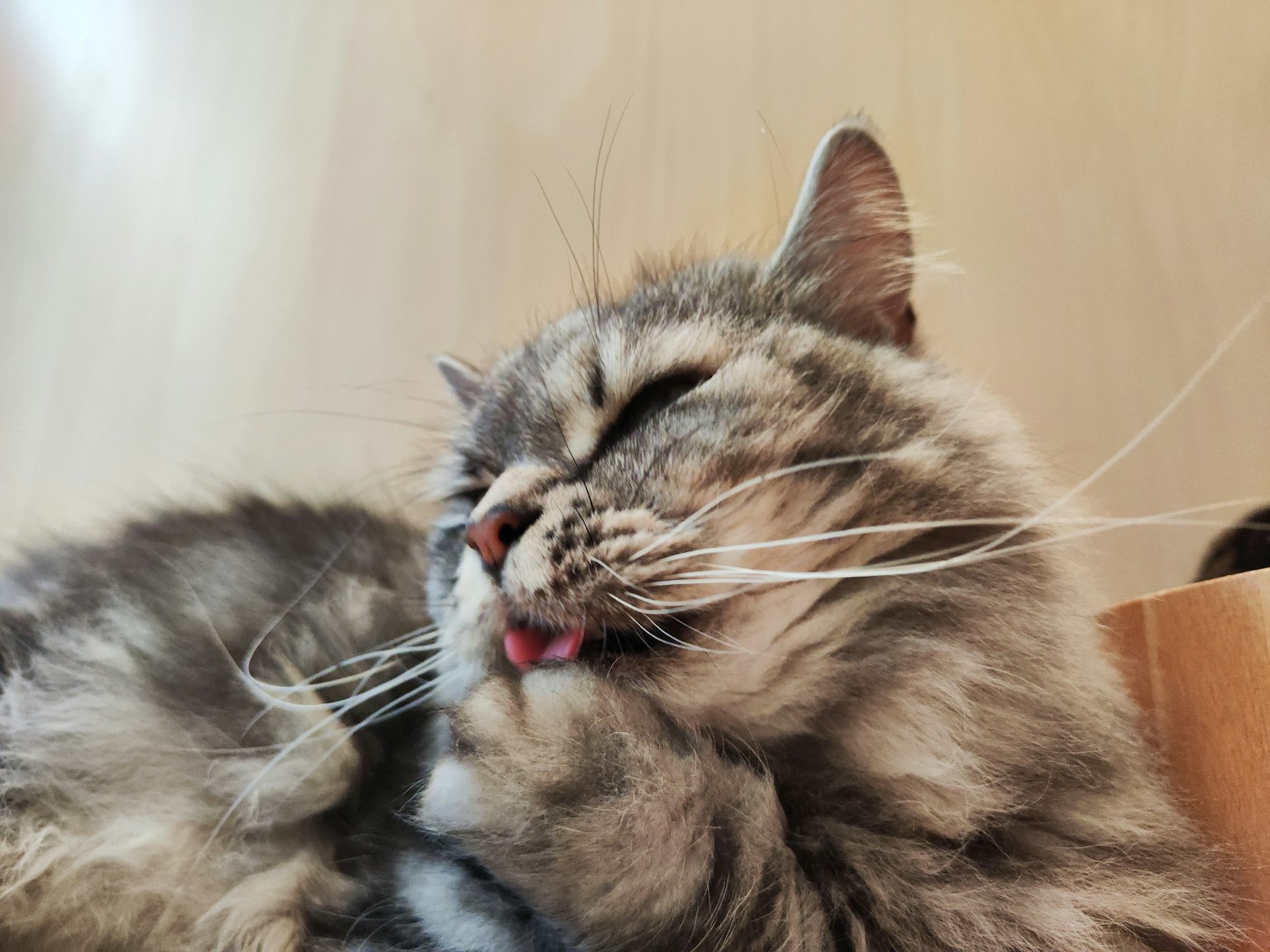 Un gato gris acicalándose con su pata