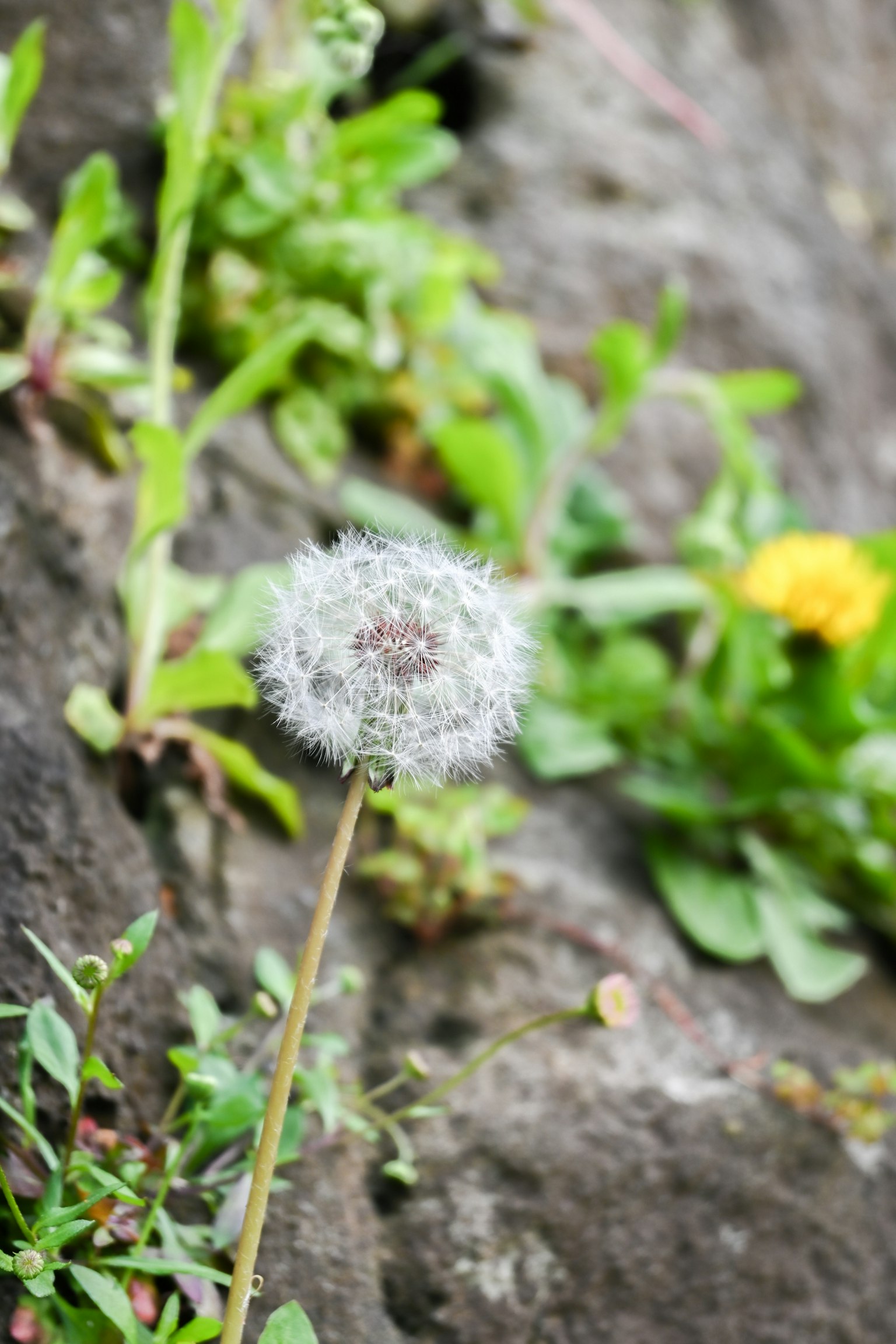 Sebuah puff dandelion putih berdiri di latar belakang hijau