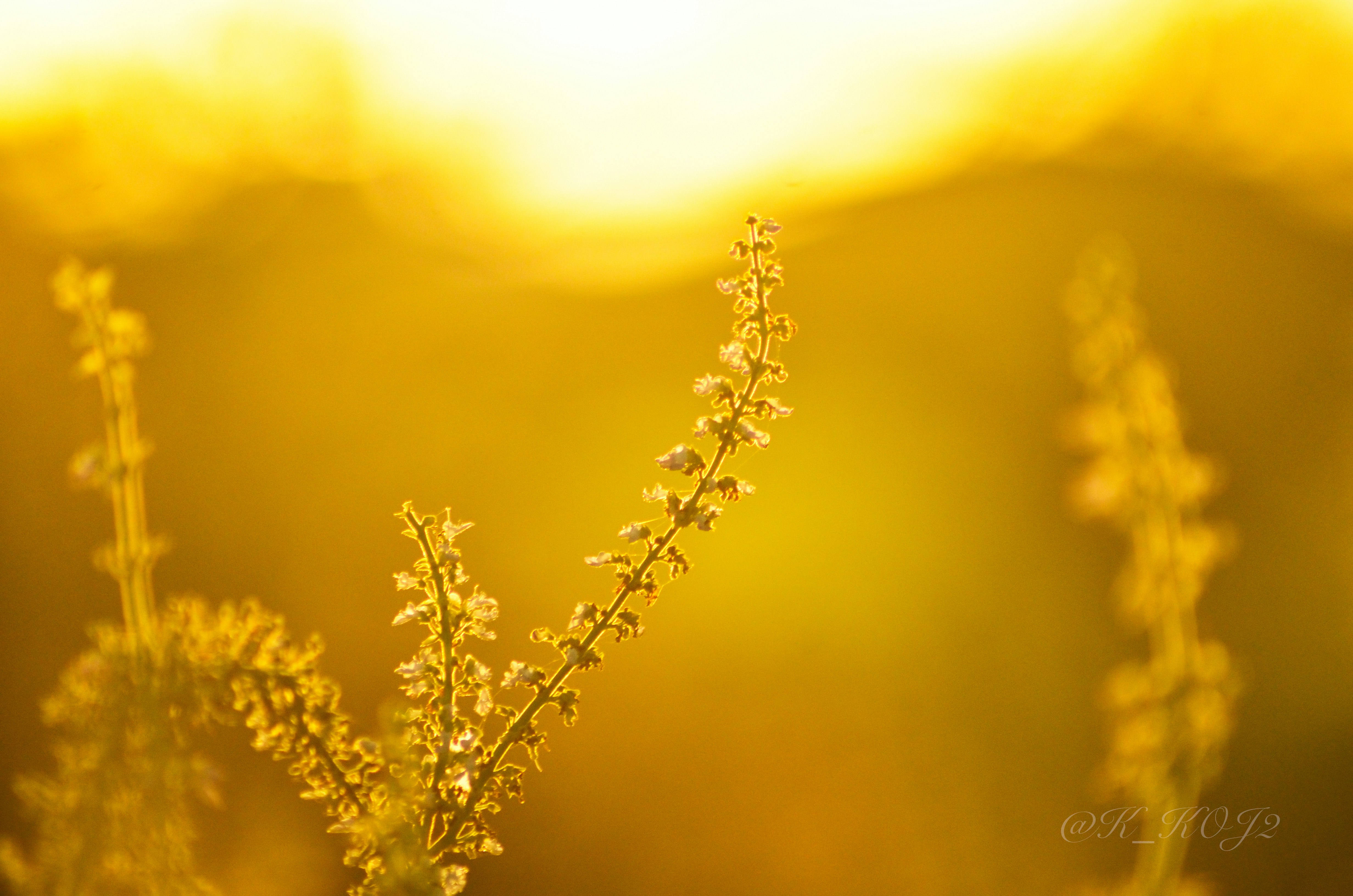 Backlit flower tips swaying at dusk