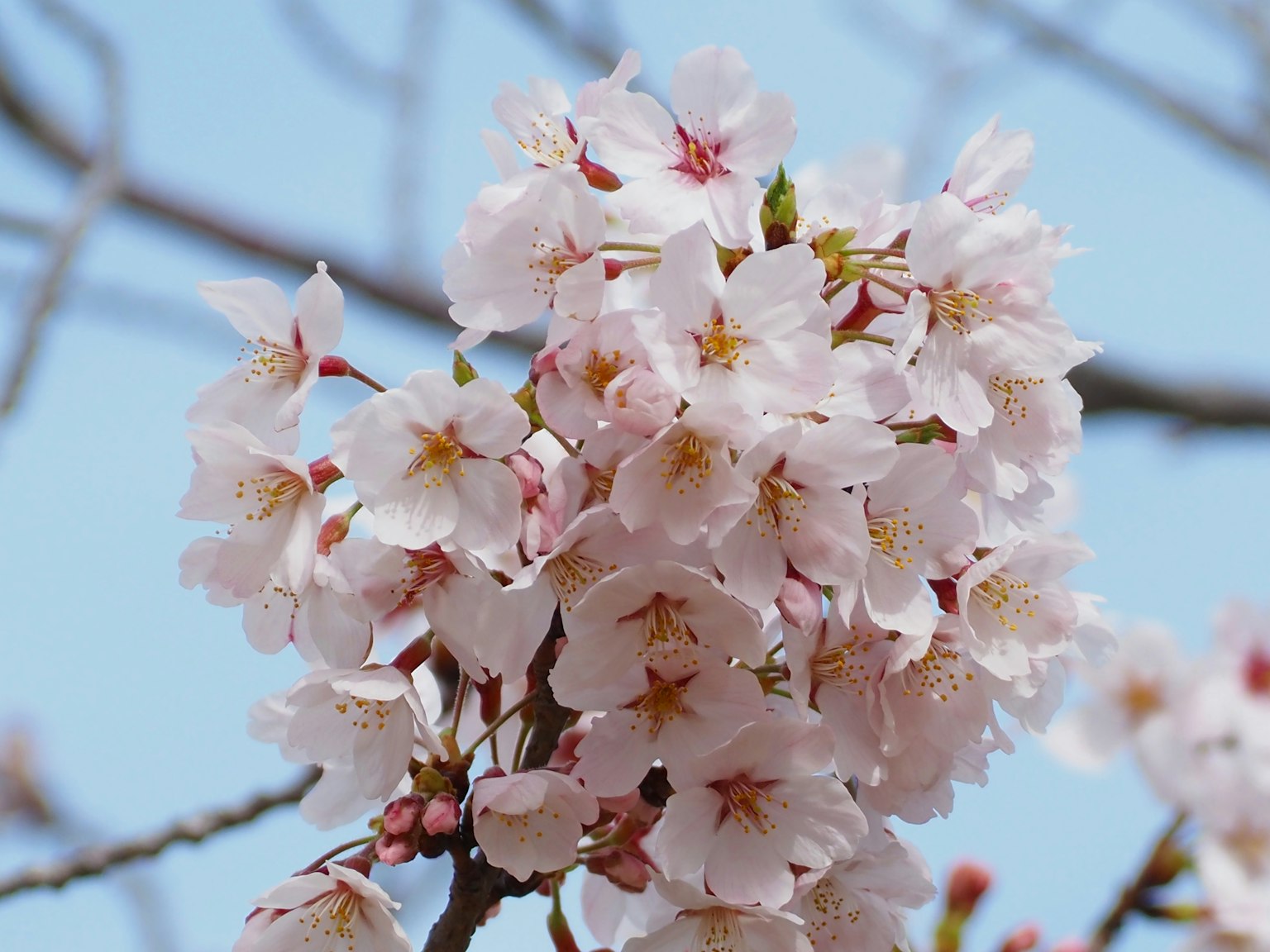 Kirschblüten in voller Blüte vor blauem Himmel