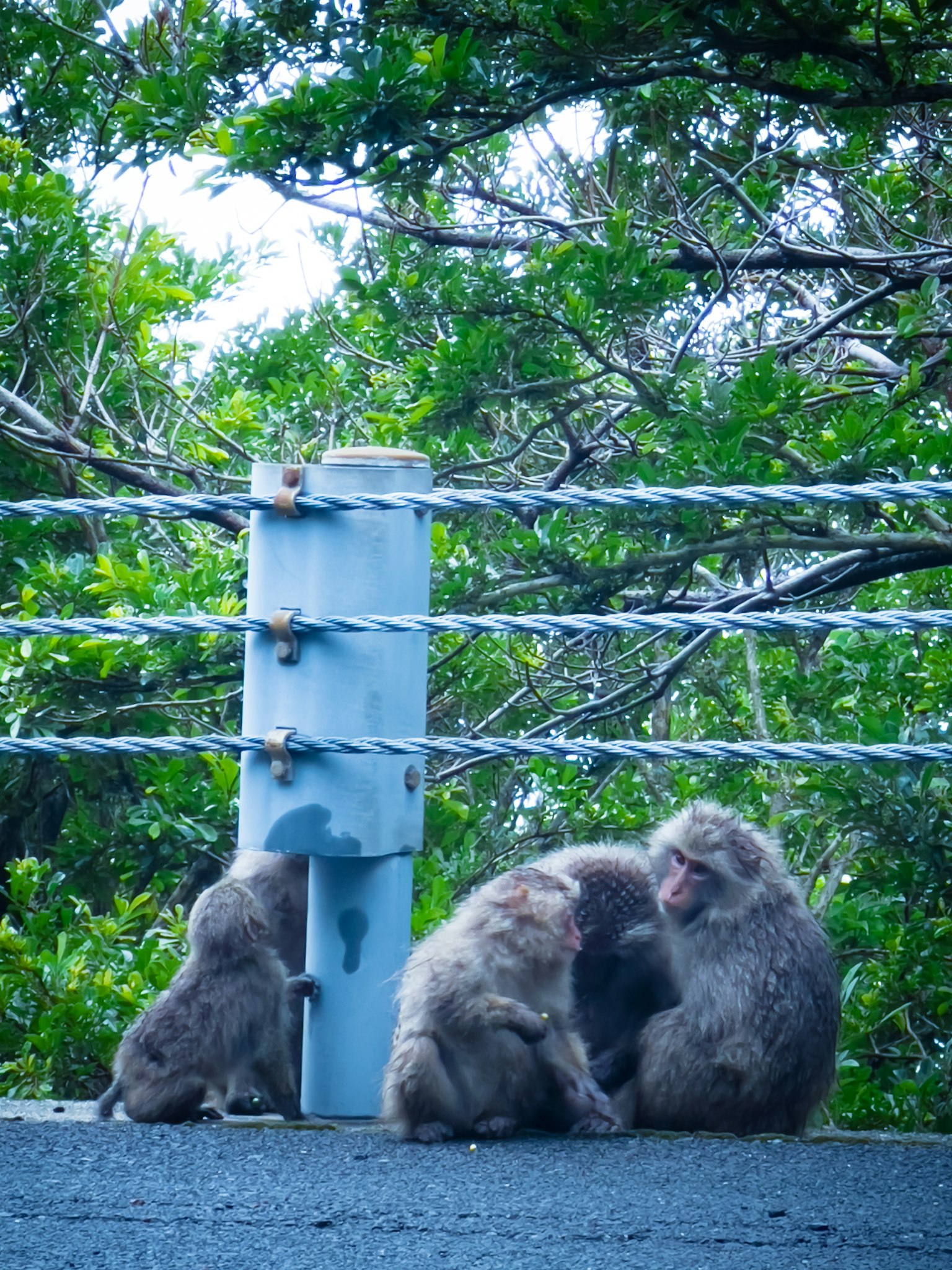 Tres monos reunidos cerca de un árbol