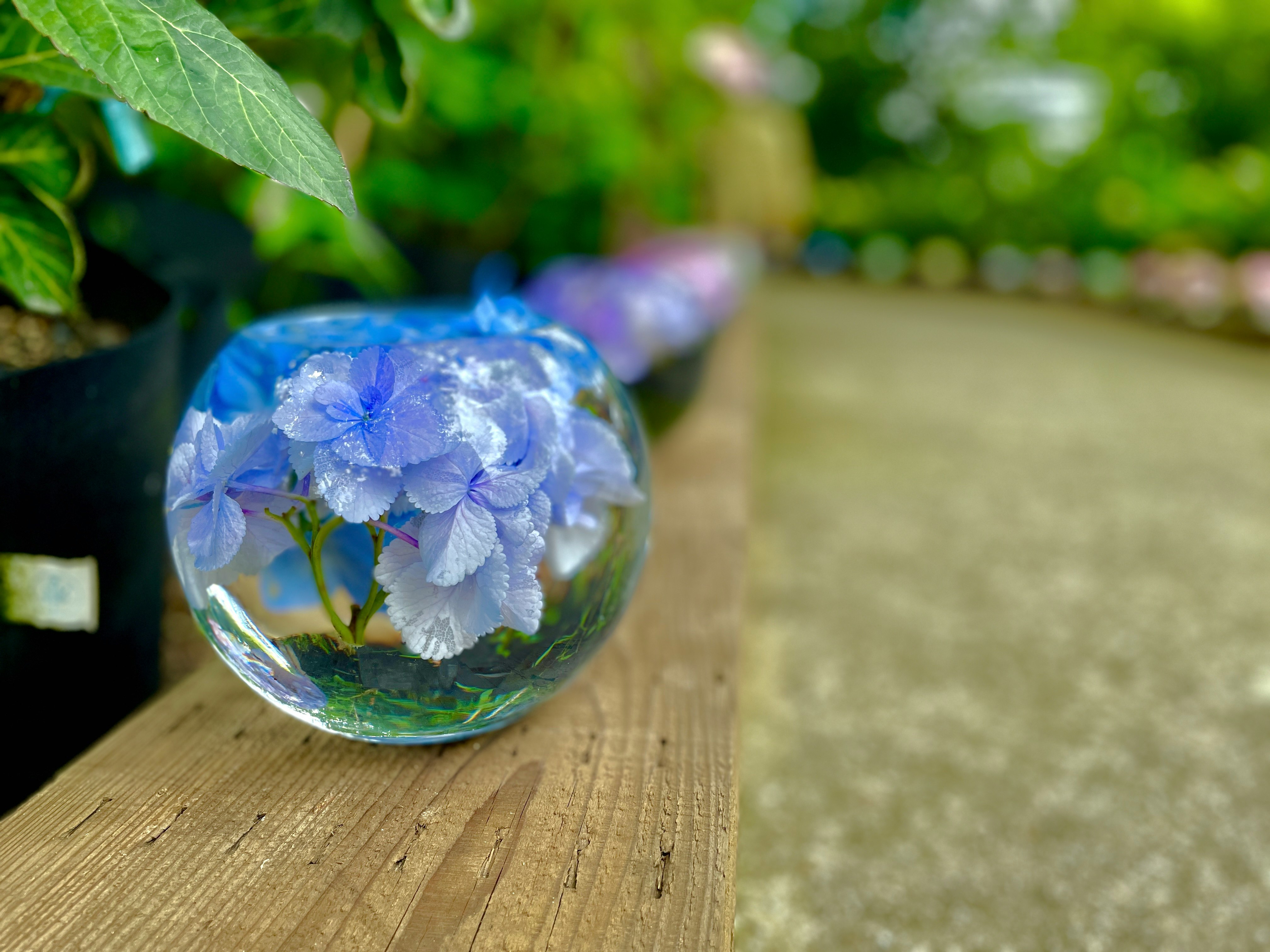 ガラス瓶に入った青いアジサイの花