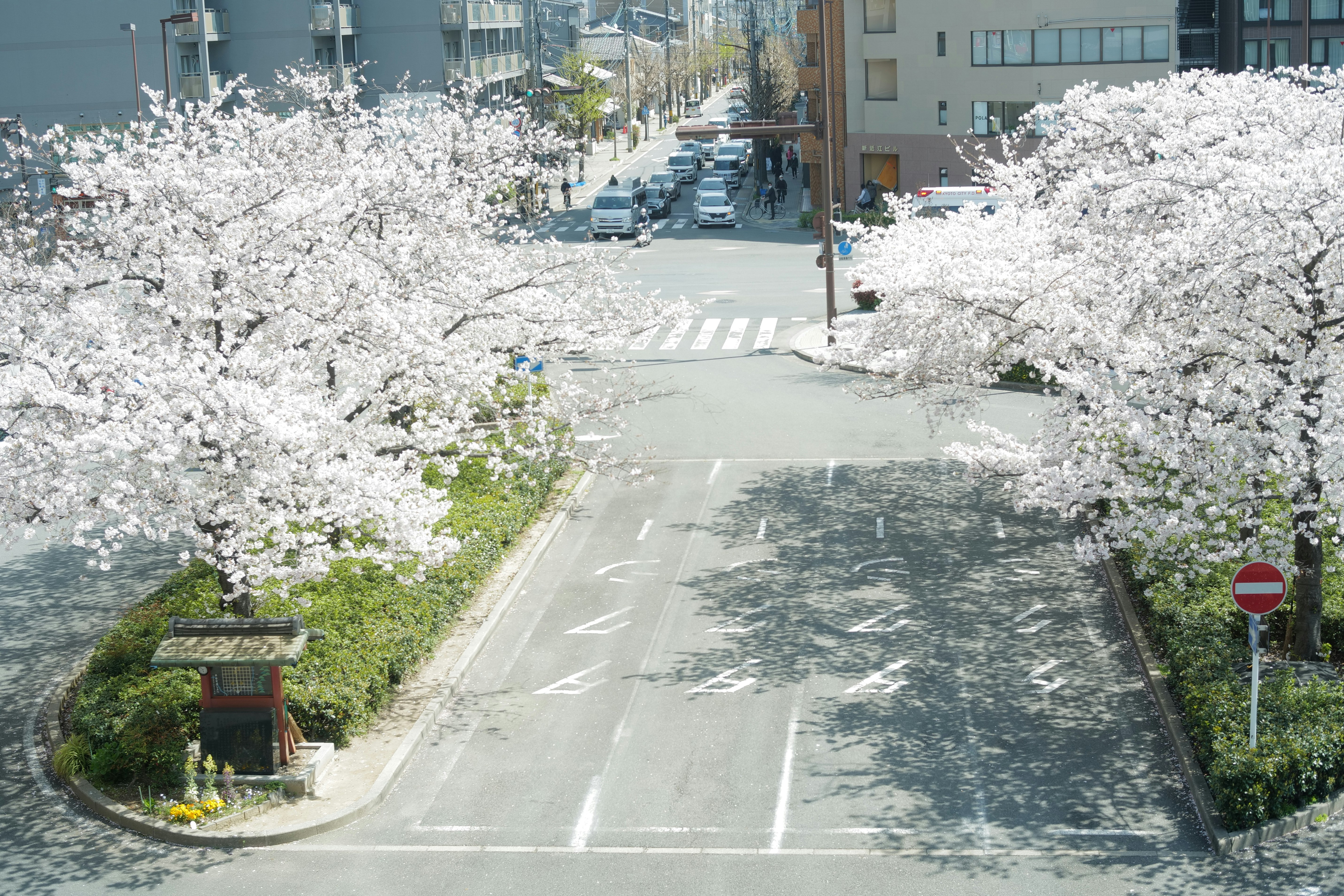 春の並木道を走る車と桜の花びらのある通り