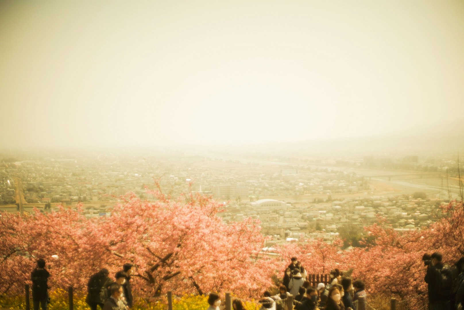ทิวทัศน์ฤดูใบไม้ผลิของเมืองพร้อมดอกซากุระ