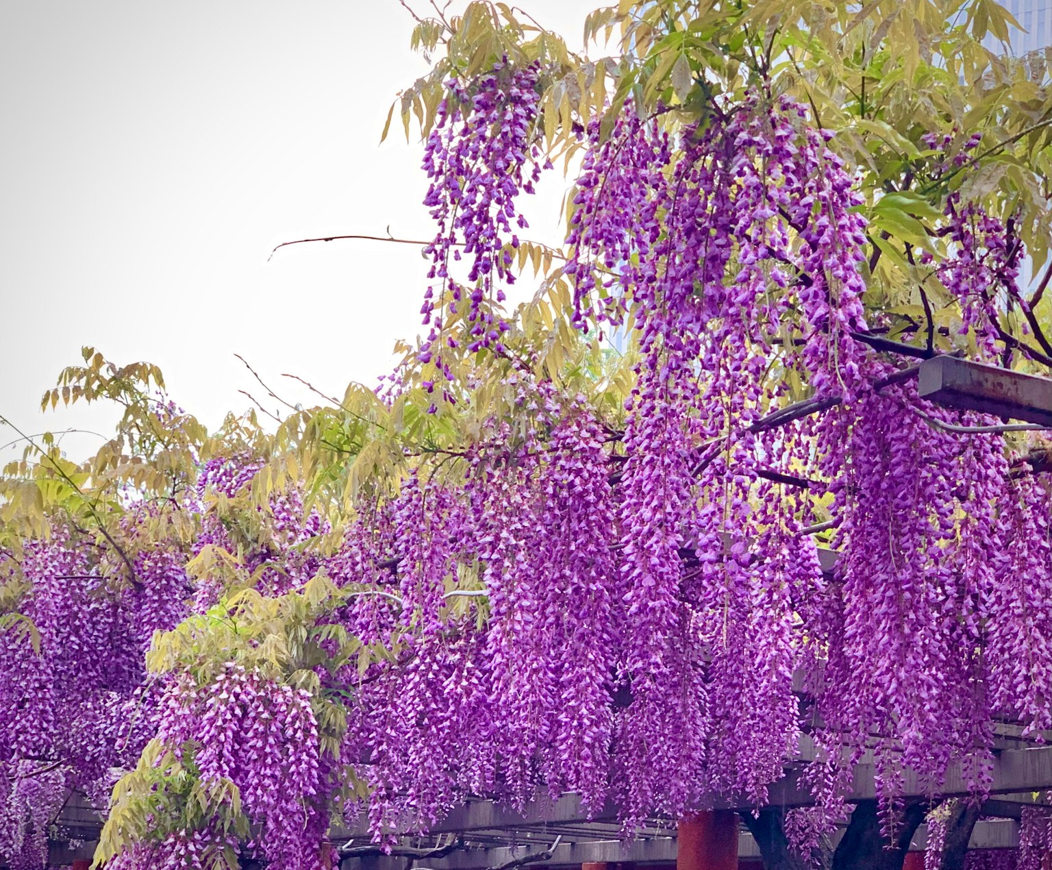 Scène magnifique de fleurs de glycines violettes en cascade