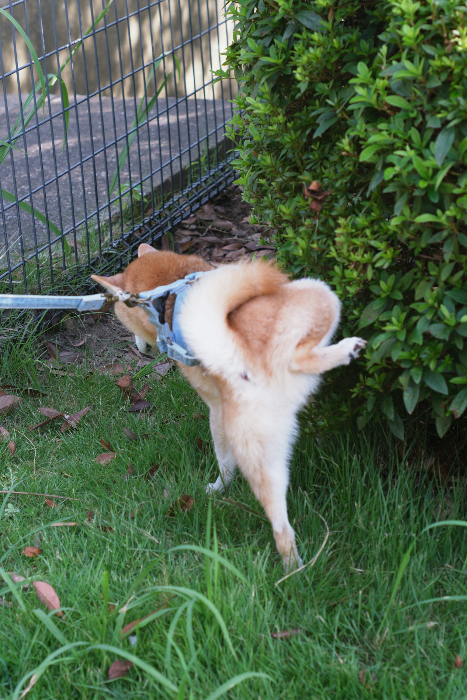 Ein Hund, der in der Nähe eines Busches auf einer Grasfläche uriniert