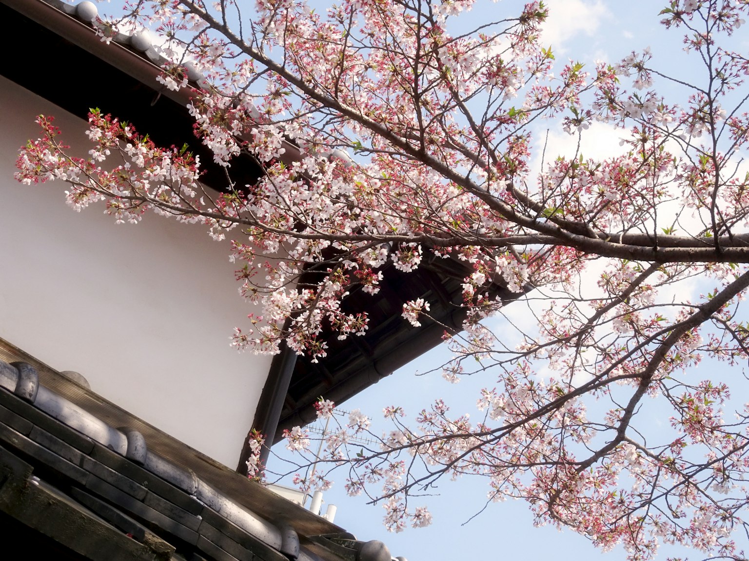 Árbol de cerezo con flores rosadas y techo de edificio japonés tradicional
