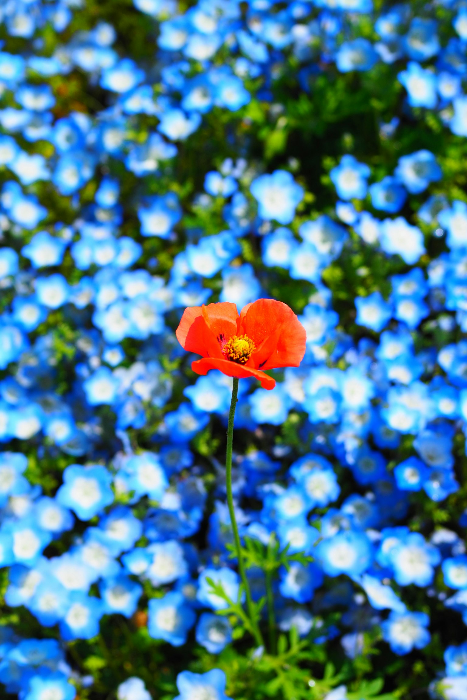 A vibrant red flower stands out against a background of blue flowers
