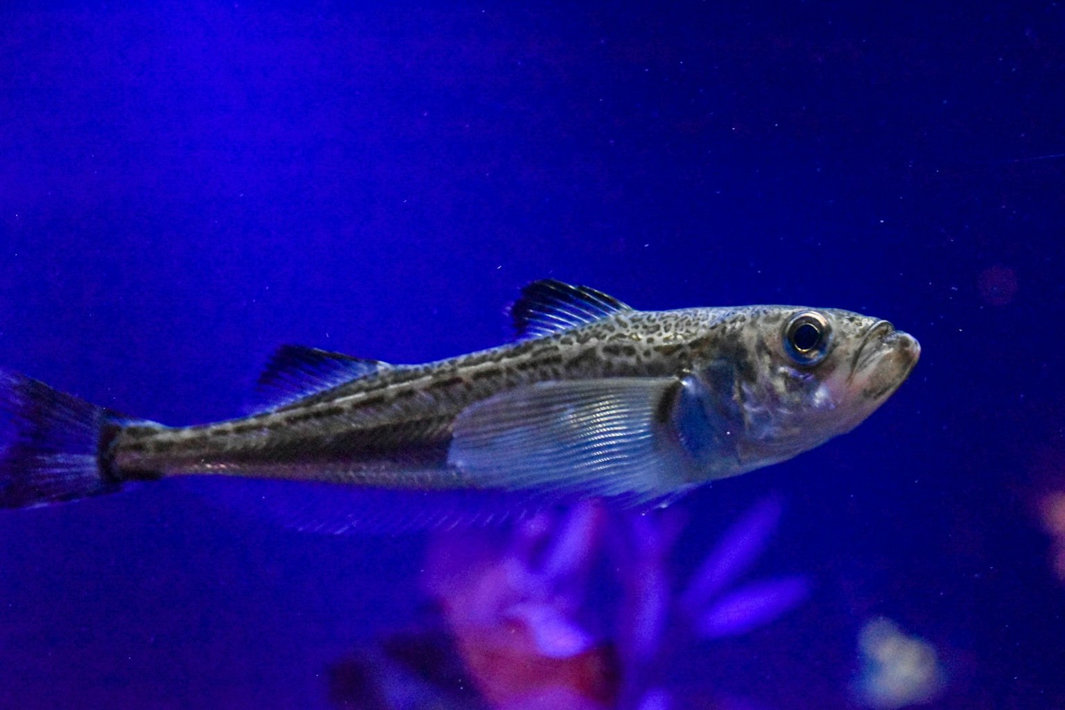 Lebendiger Fisch schwimmt im blauen Wasser