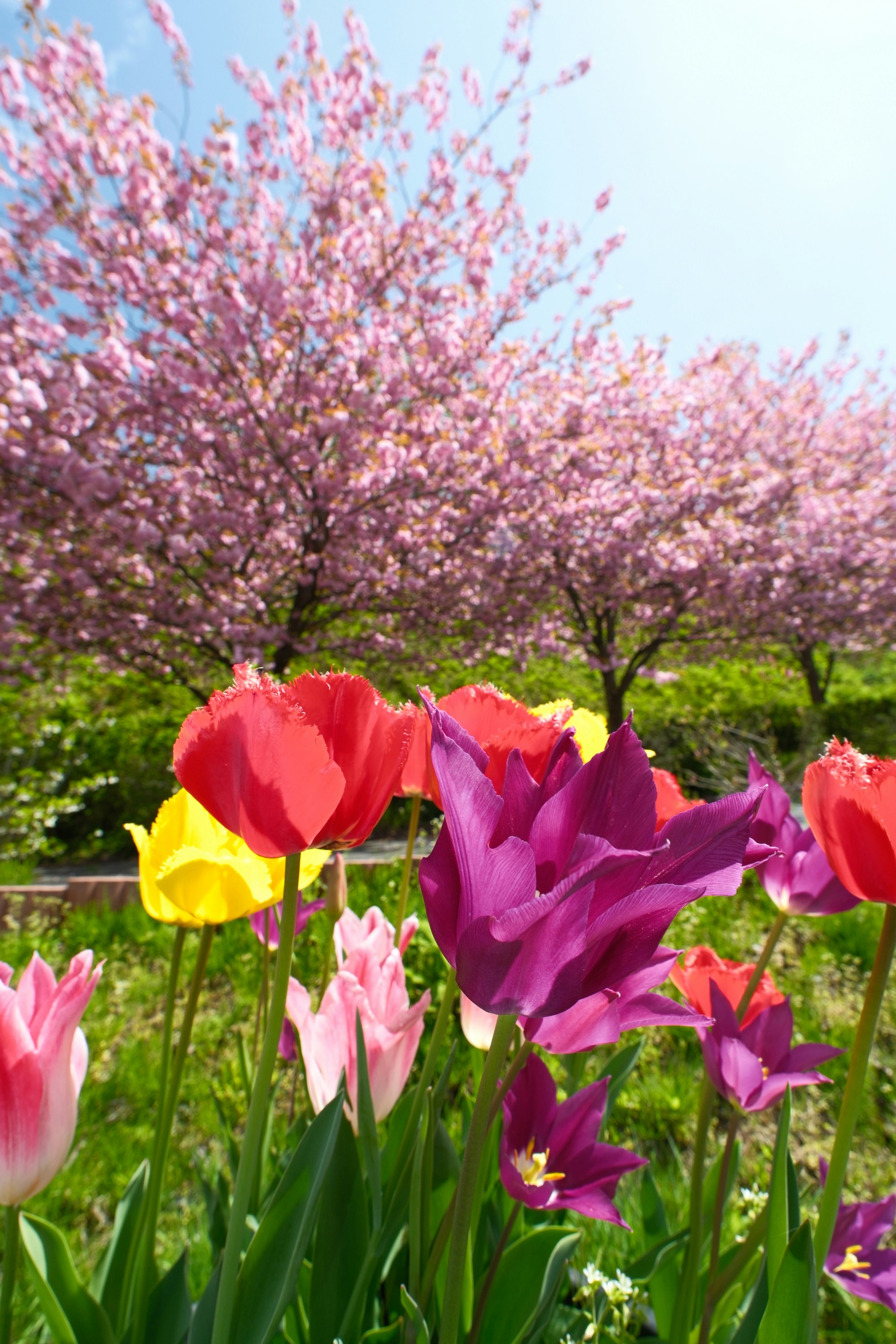 京丹後市の花畑で咲く八重桜とチューリップの花