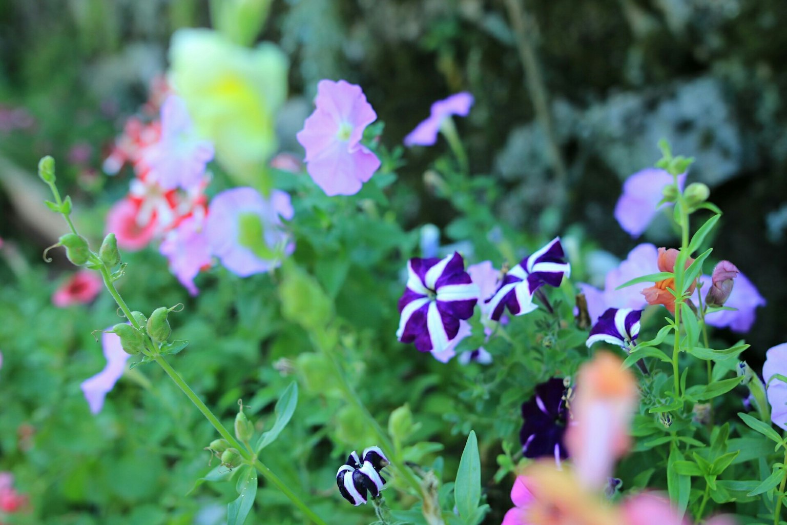 Una scena di giardino vibrante piena di fiori colorati in fiore