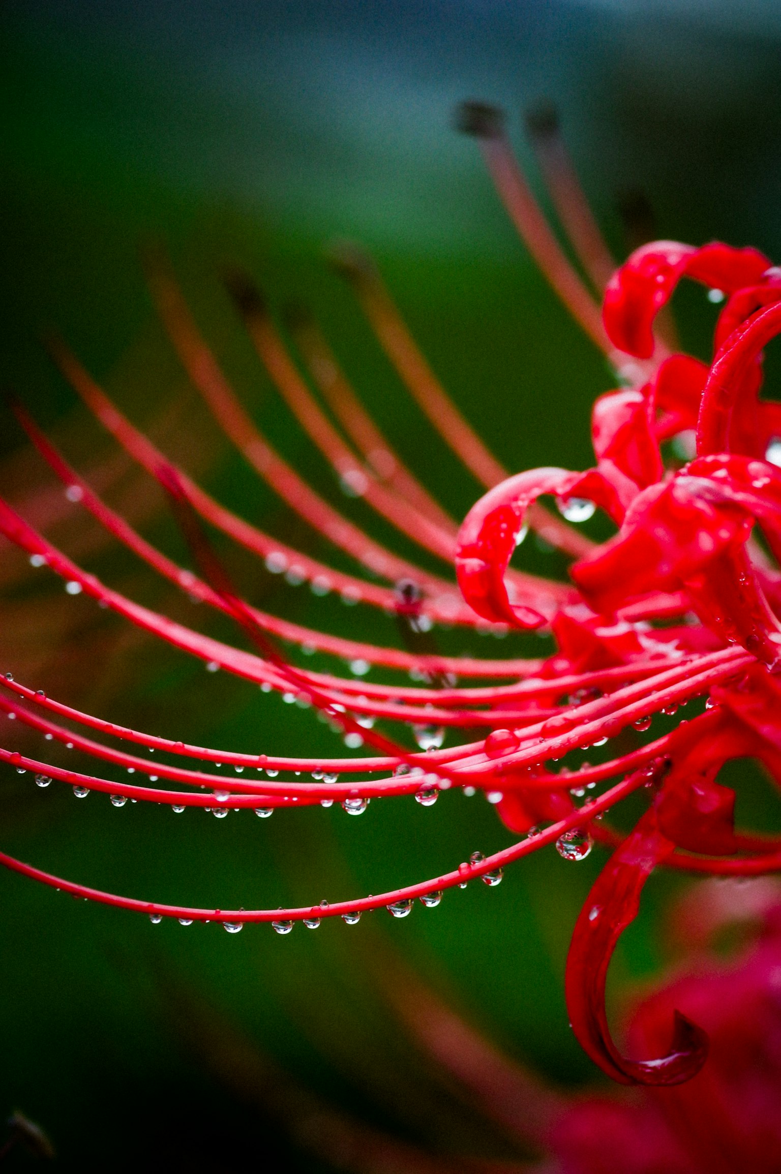 Gros plan sur une fleur rouge avec des pétales allongés et des gouttes d'eau
