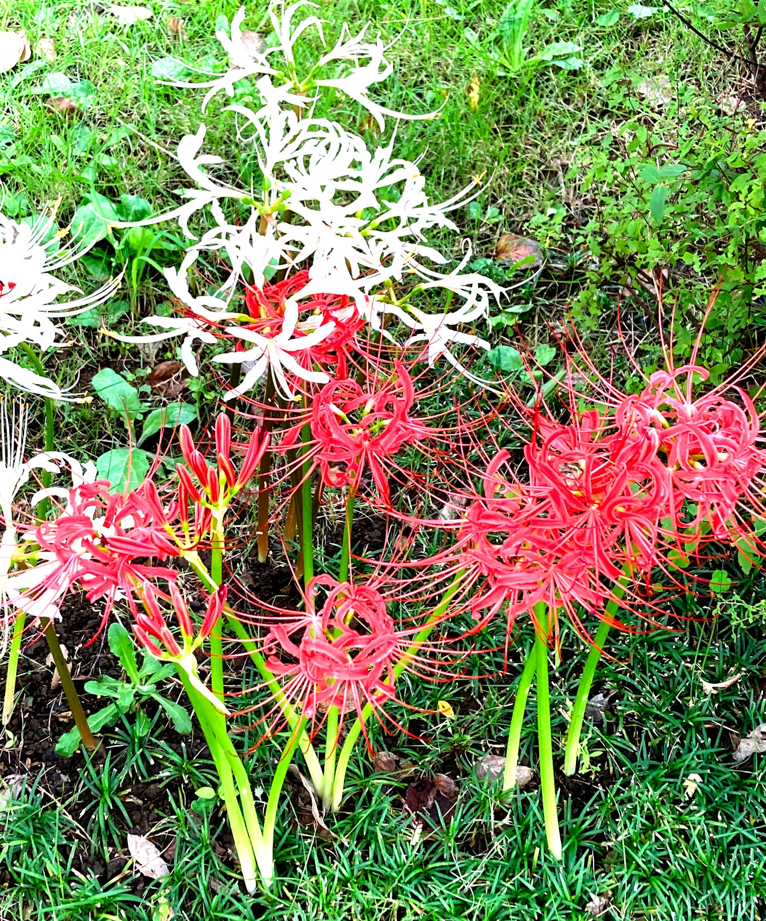 Schöne Gartenansicht mit roten und weißen Spinnenlilien in Blüte