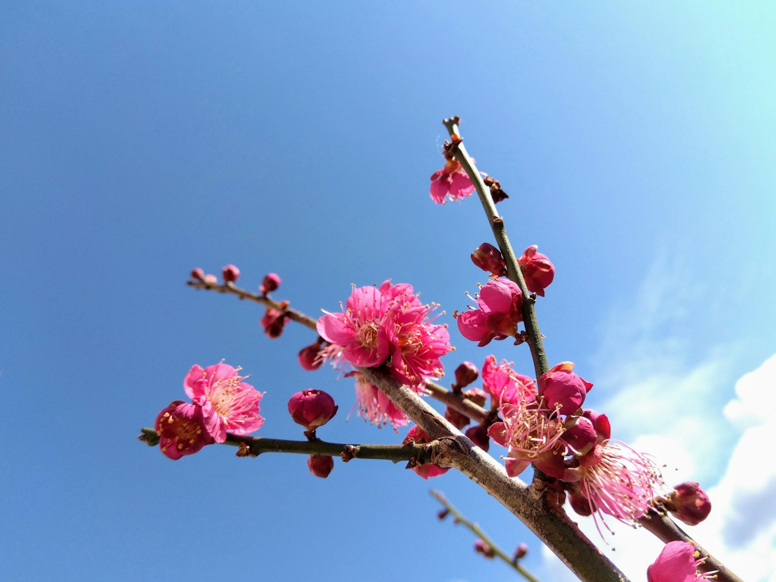 Cabang bunga plum dengan kelopak merah muda di latar belakang langit biru