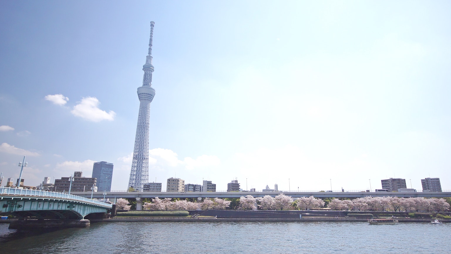 Tokyo Skytree con alberi di ciliegio lungo il fiume