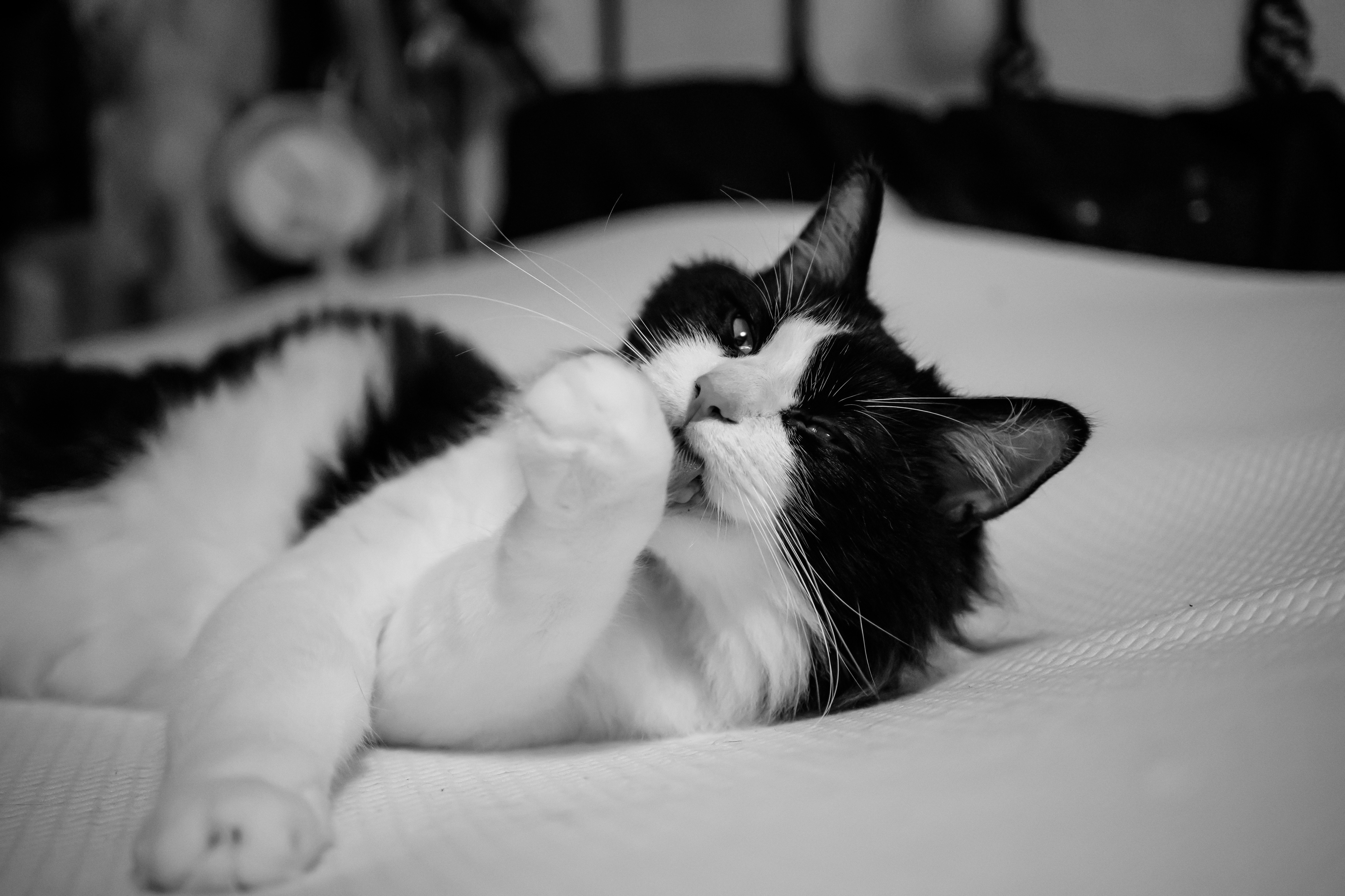 雨天在沙发上蜷缩的猫般休息