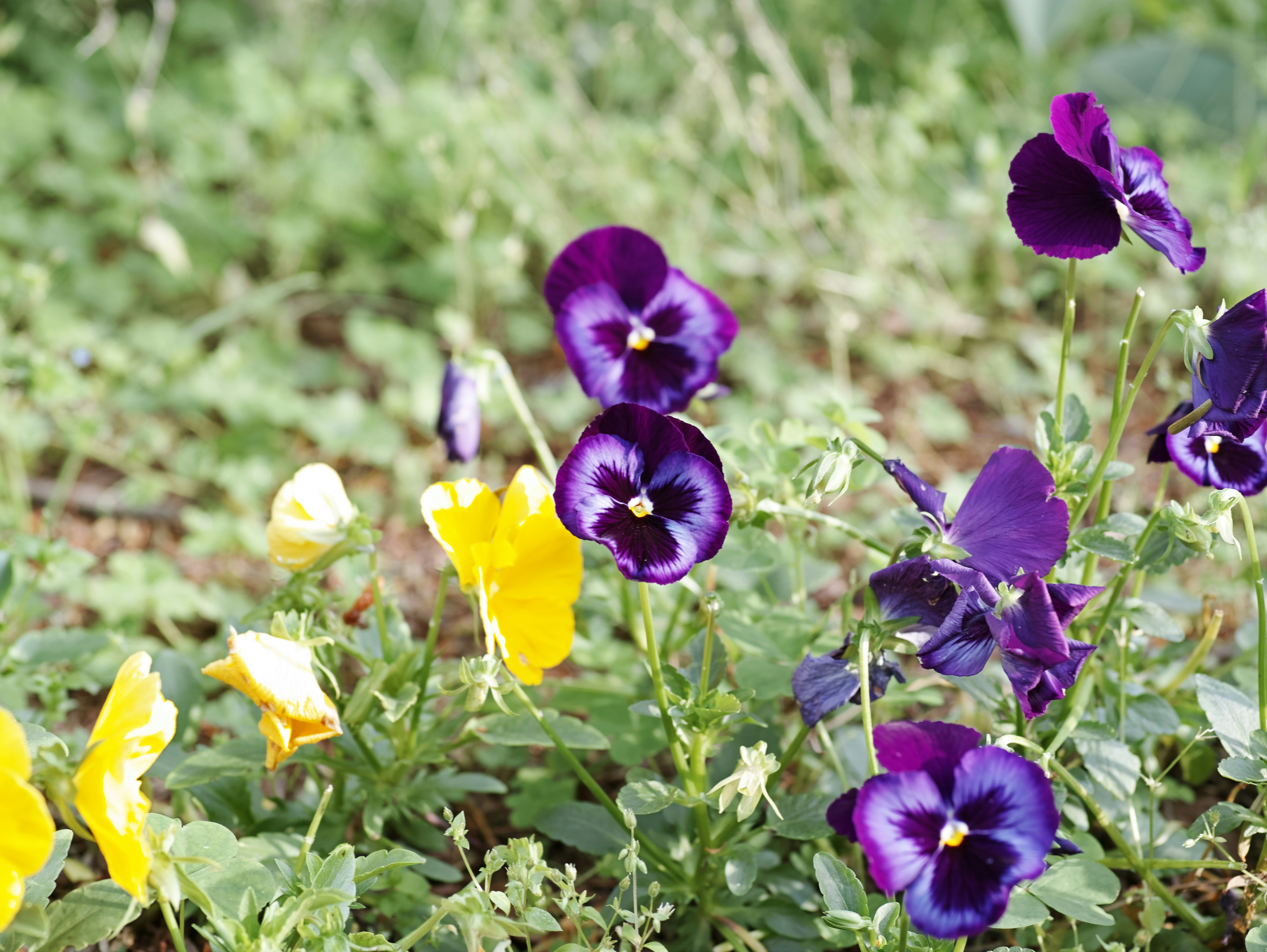 purple and yellow flowers blooming in a grassy field
