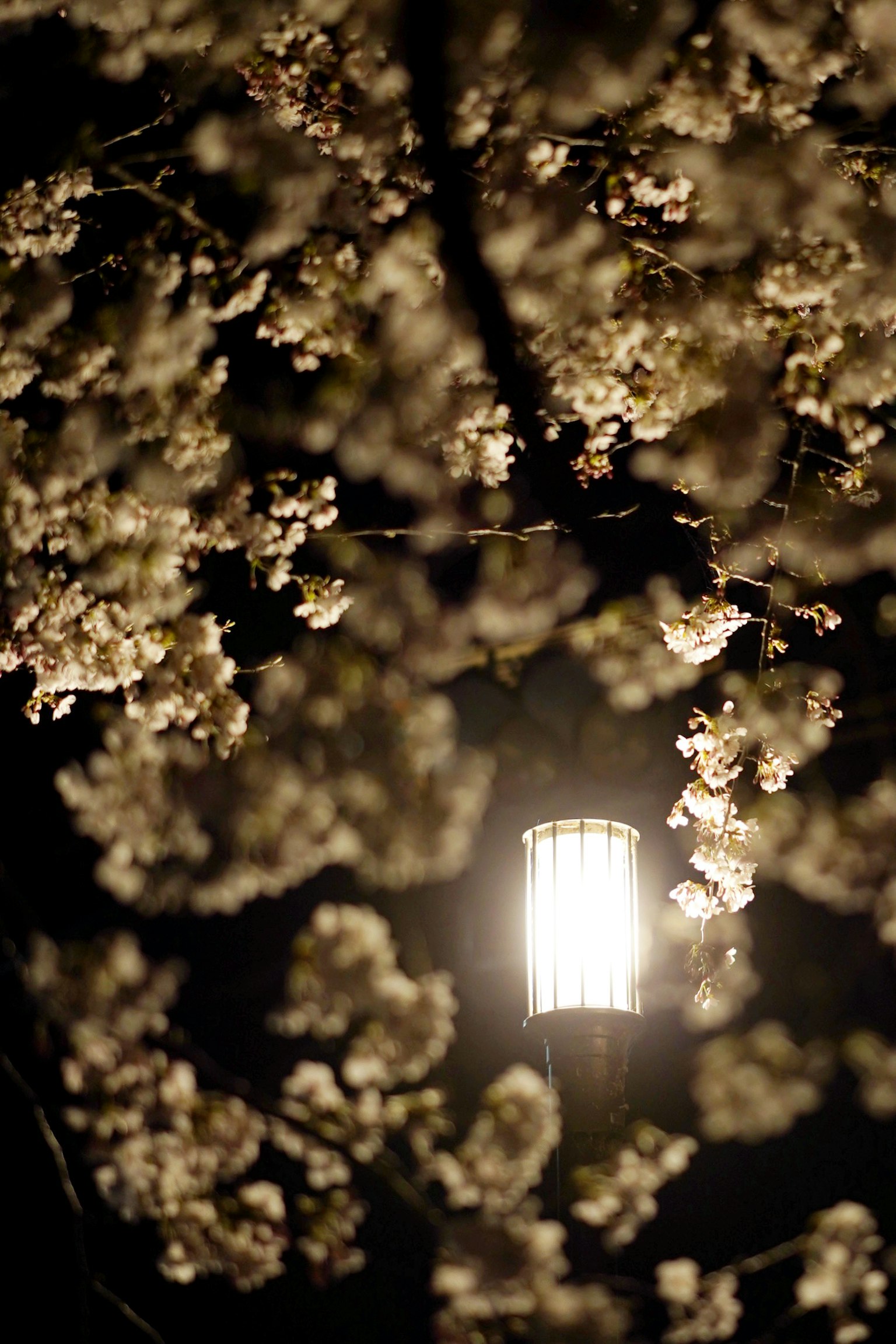 Eine helle Lampe umgeben von Kirschblüten bei Nacht