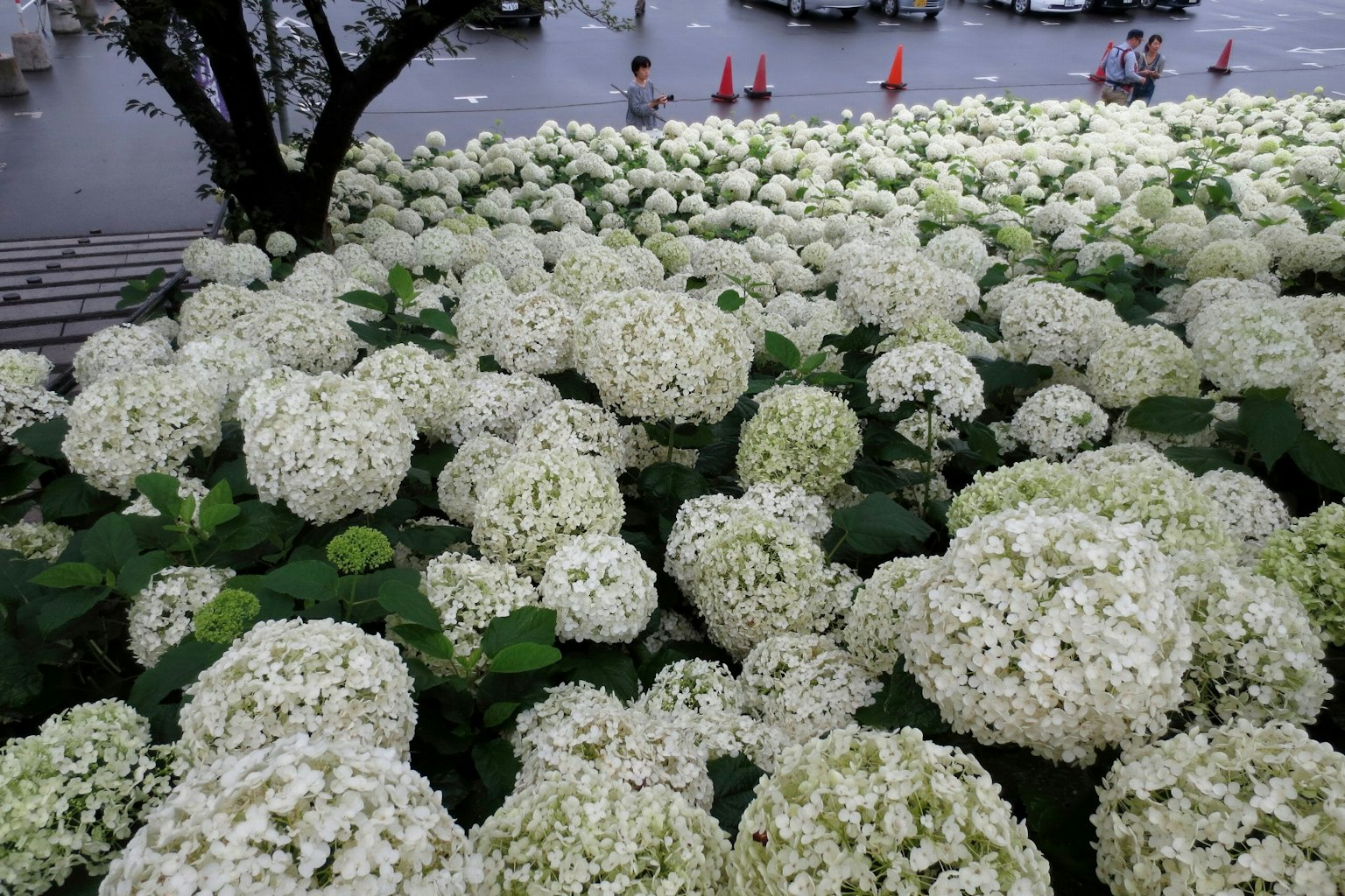 Un paesaggio pieno di ortensie bianche in fiore sotto un cielo nuvoloso