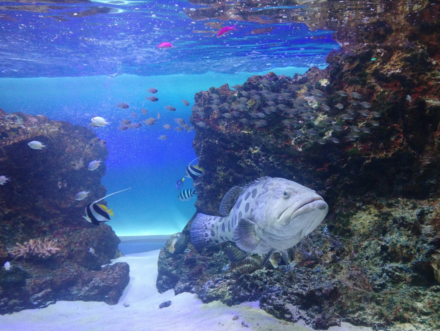 Schöne Unterwasserszene mit Korallenriffen und verschiedenen Fischen