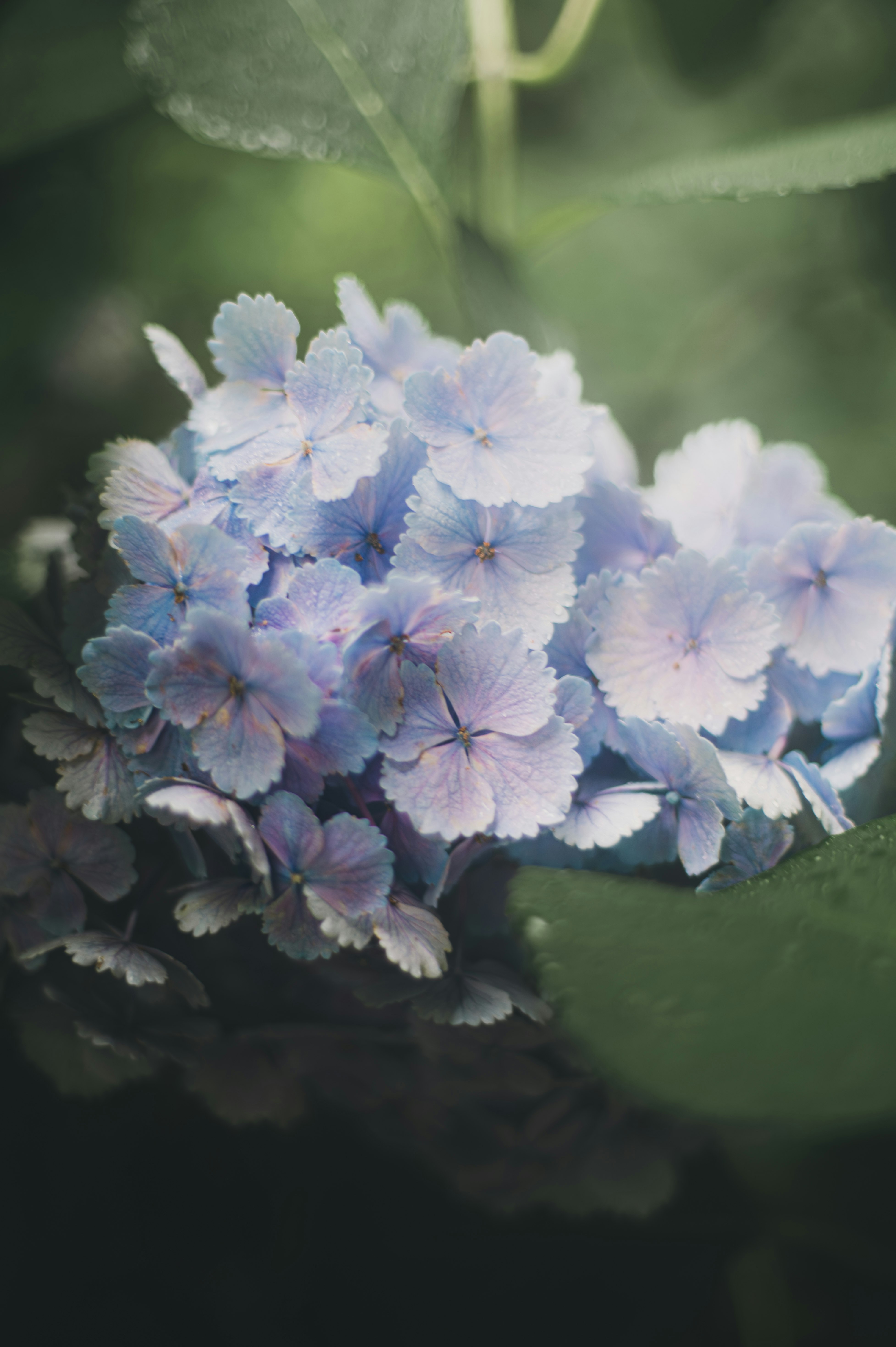 淡いハイドランジアの花束のクローズアップ