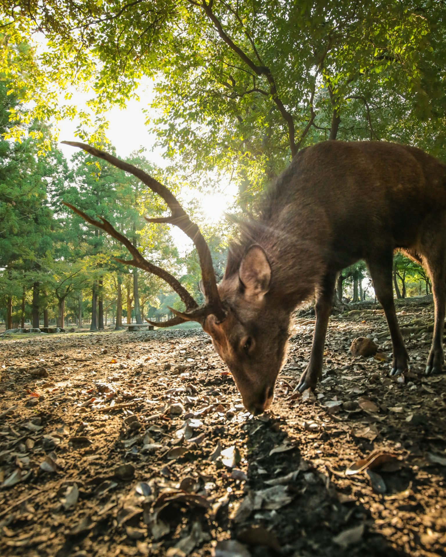 Cerf broutant sur le sol forestier dans un bois ensoleillé